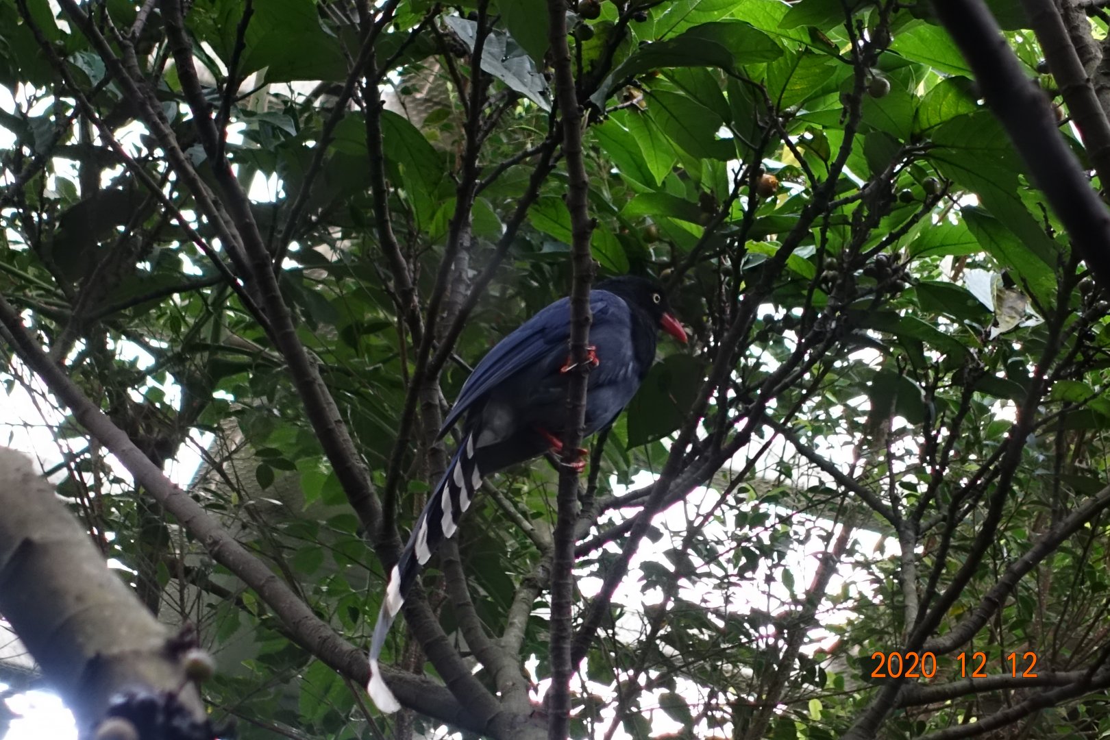 Taiwan Blue Magpie (Urocissa caerulea)