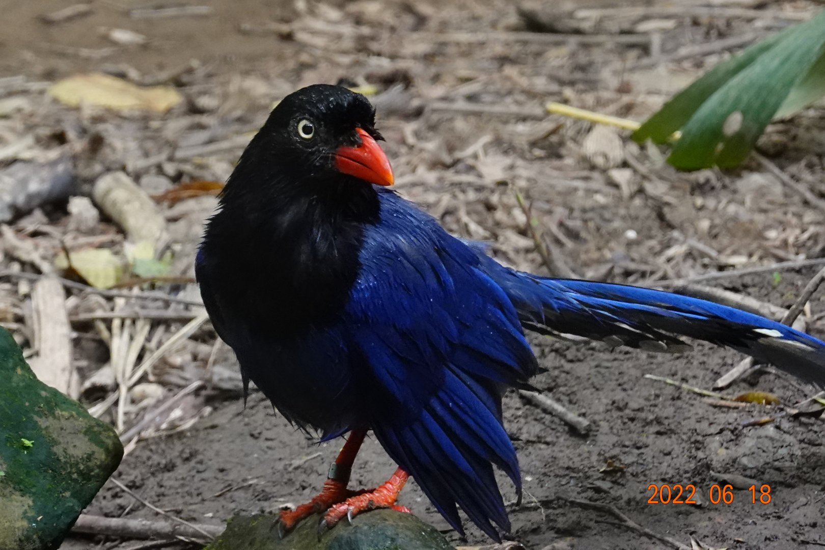 Taiwan Blue Magpie (Urocissa caerulea)