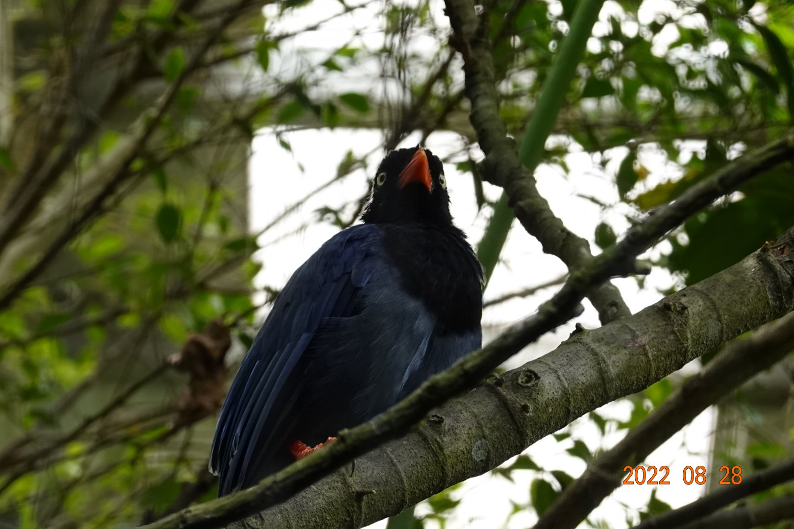 Taiwan Blue Magpie (Urocissa caerulea)