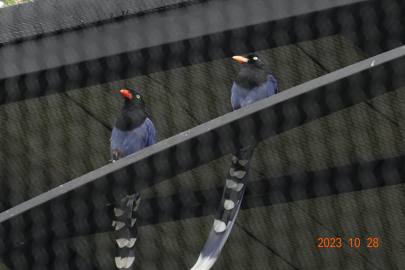 Taiwan Blue Magpie (Urocissa caerulea)