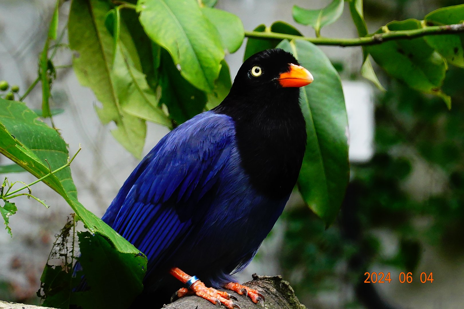 Taiwan Blue Magpie (Urocissa caerulea)