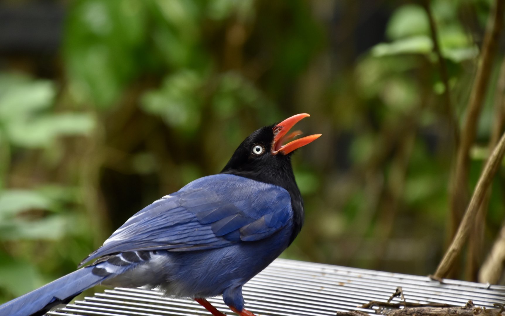 Taiwan Blue Magpie (Urocissa caerulea)