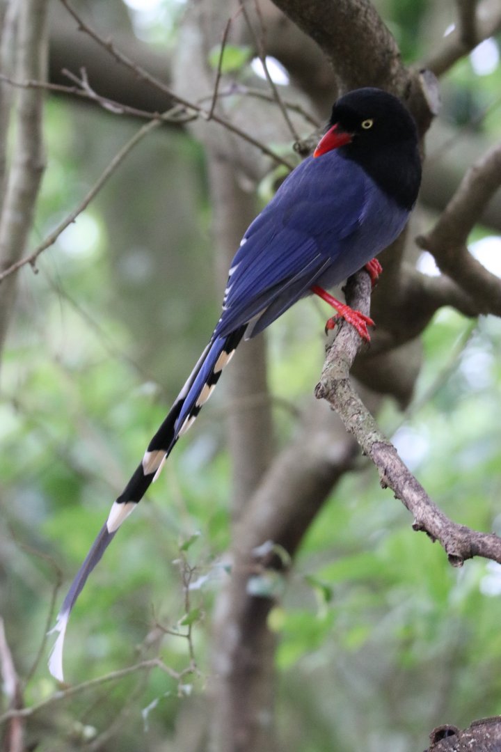 Taiwan Blue-magpie (Urocissa caerulea)