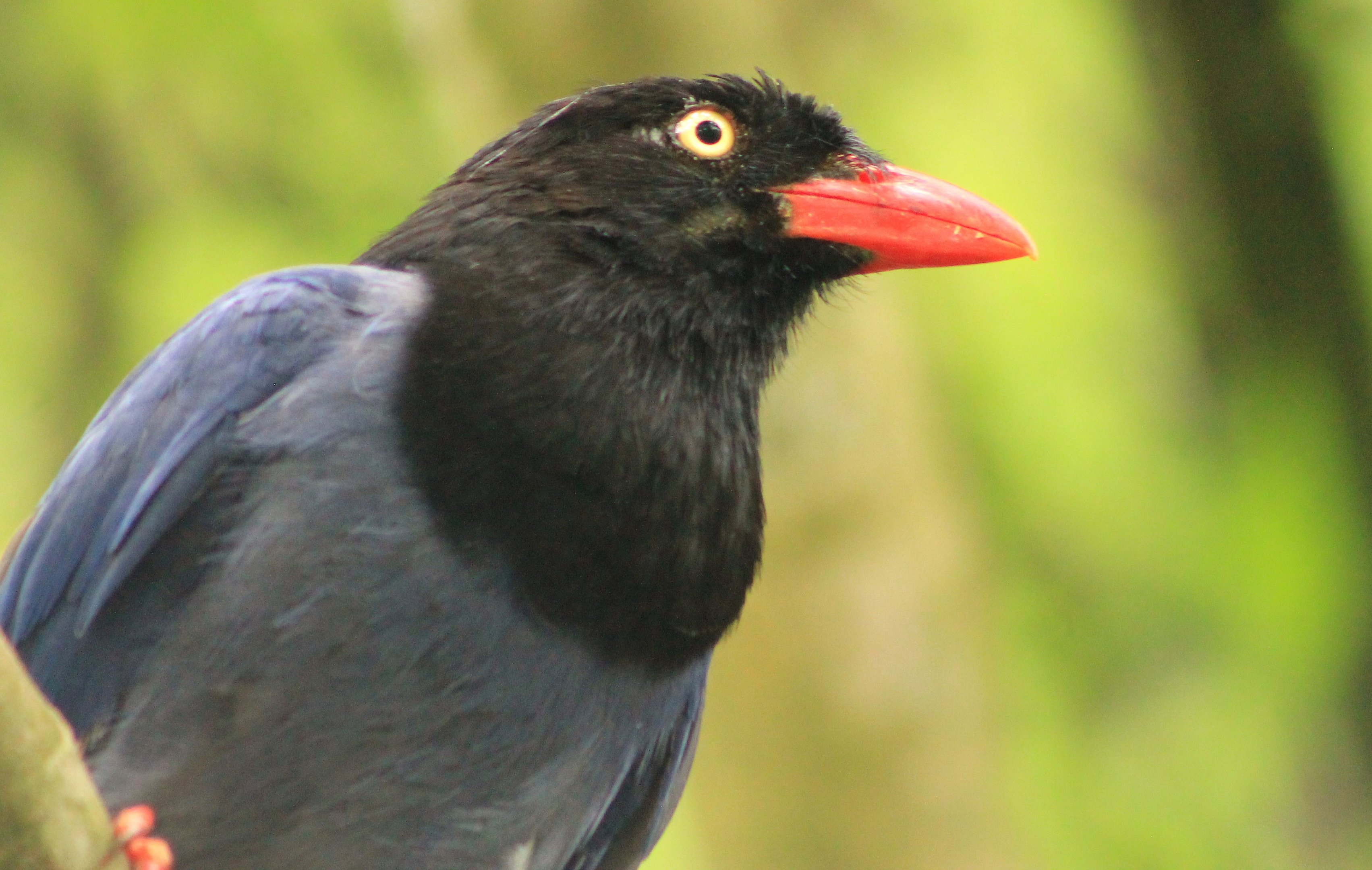 Taiwan Blue Magpie (Urocissa caerulea)