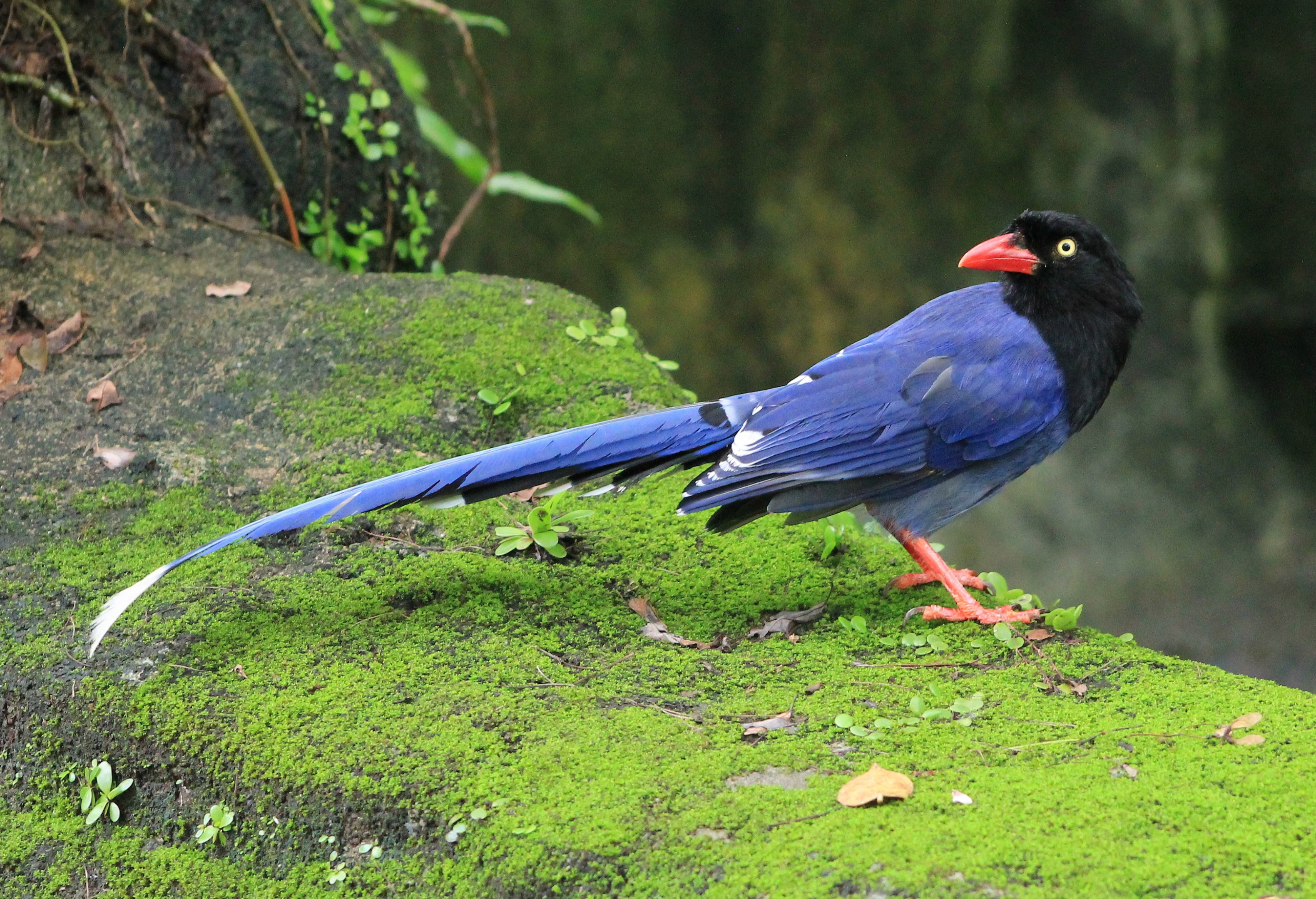 Taiwan Blue Magpie (Urocissa caerulea)