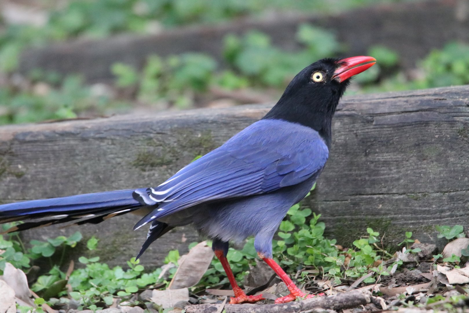 Taiwan Blue-magpie