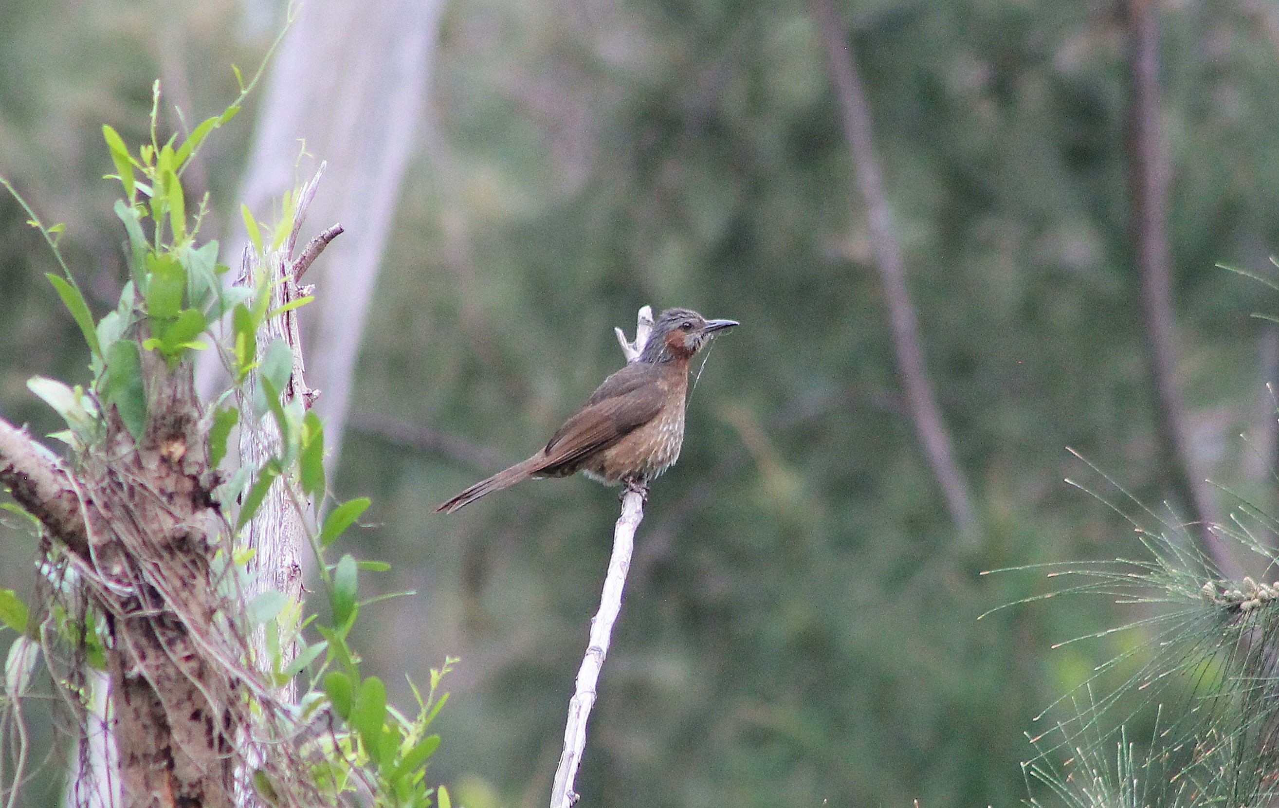 Taiwan Brown-eared Bulbul (Hypsipetes amaurotis nagamichii)