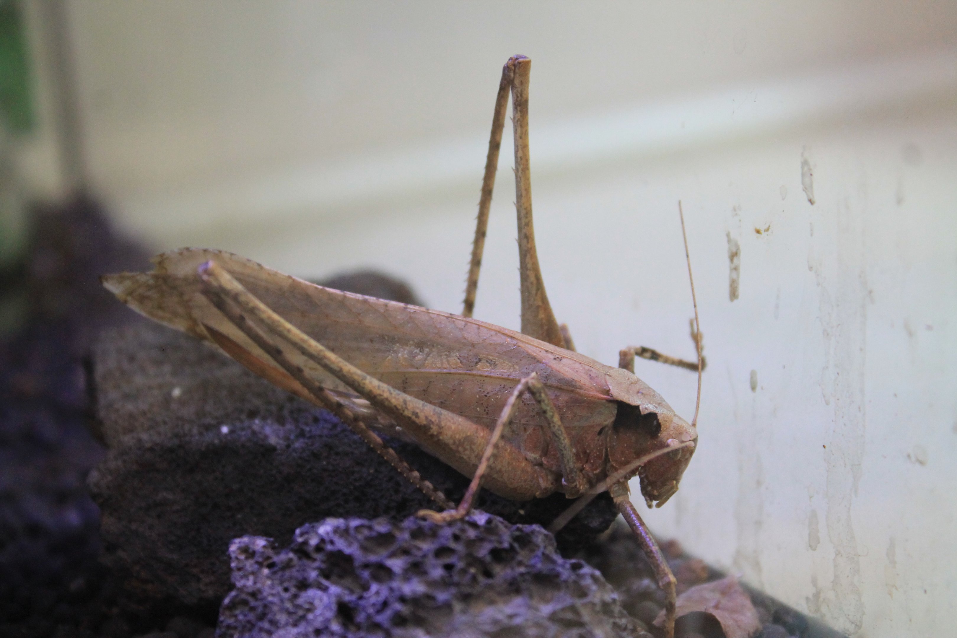 Taiwan Bush Cricket (Mecopoda elongata)