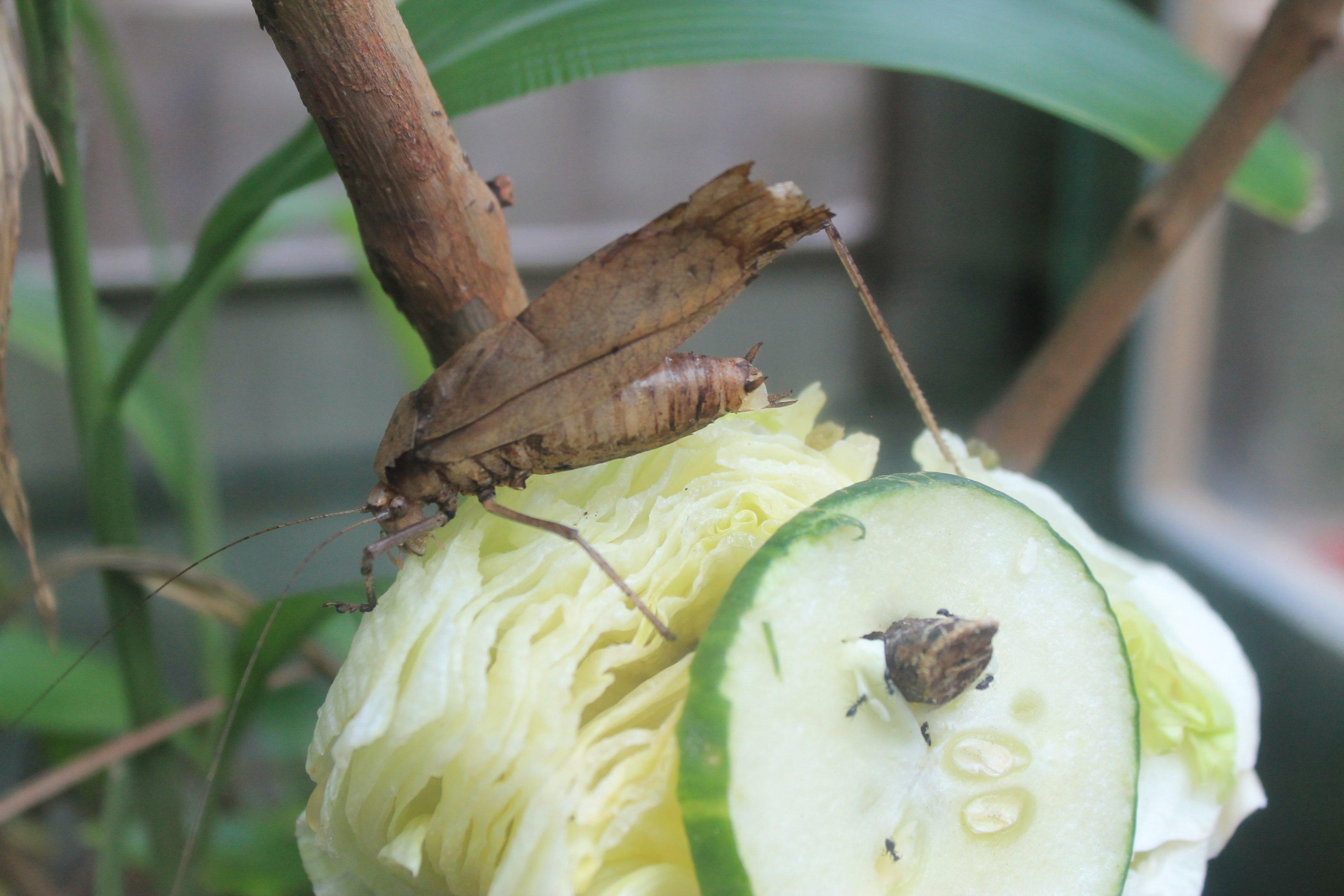 Taiwan Bush Cricket (Mecopoda elongata)