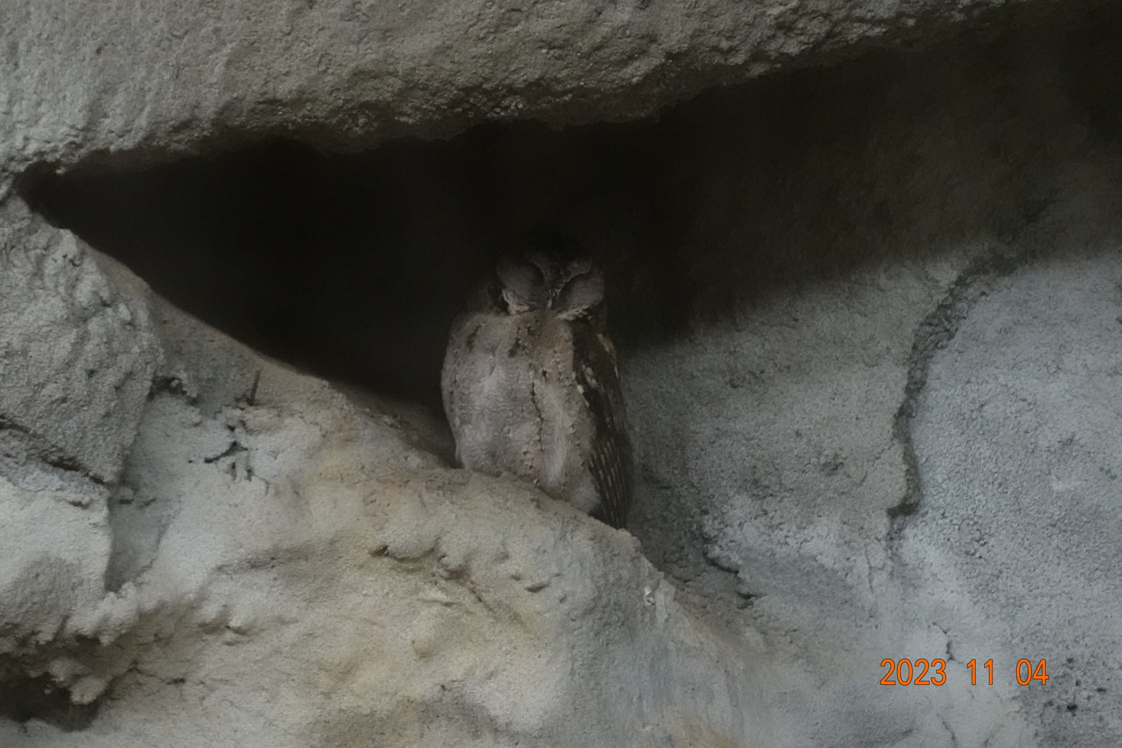 Taiwan Collared Scops-owl (Otus lettia glabripes)