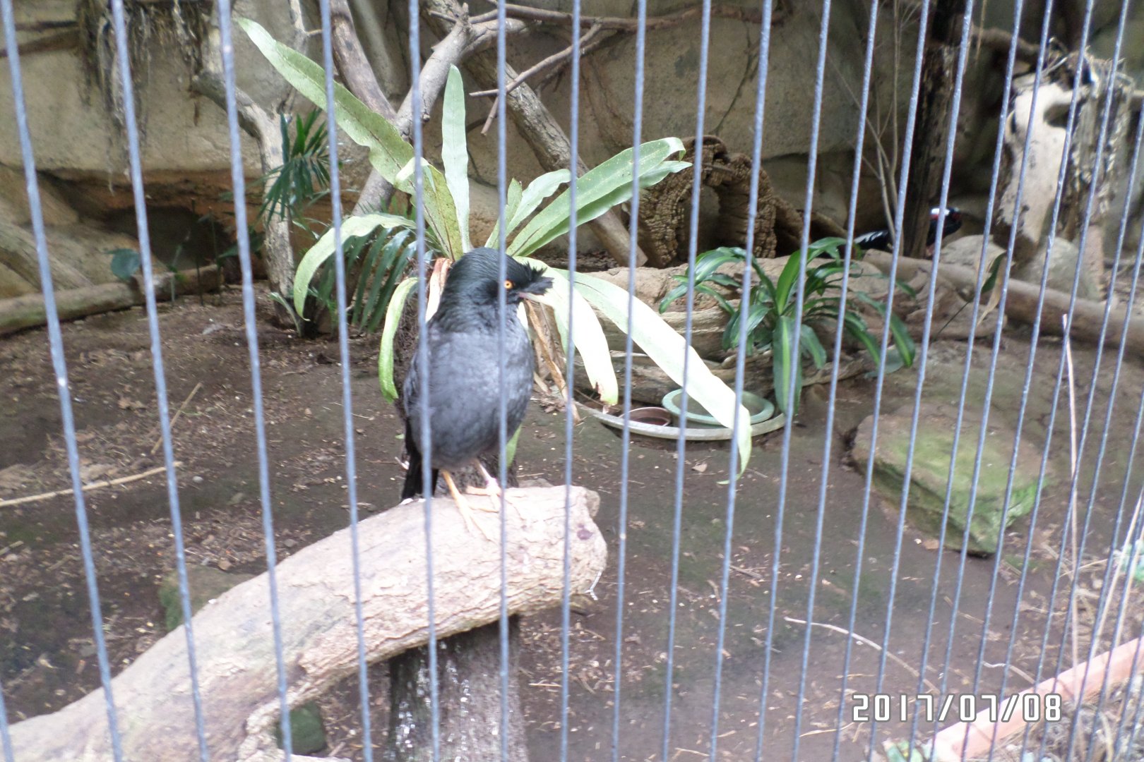taiwan crested myna