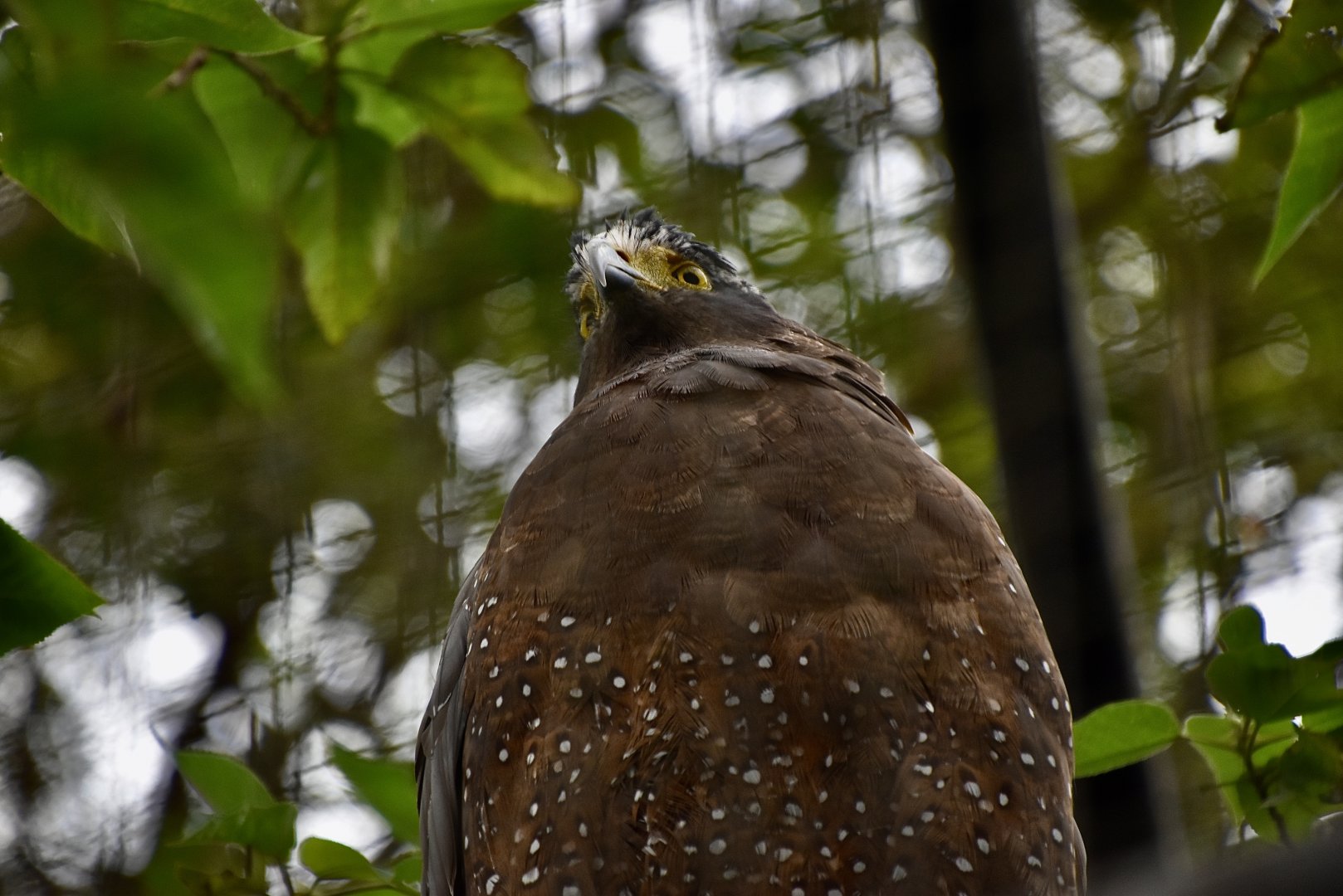Taiwan Crested Serpent Eagle (Spilornis cheela hoya)