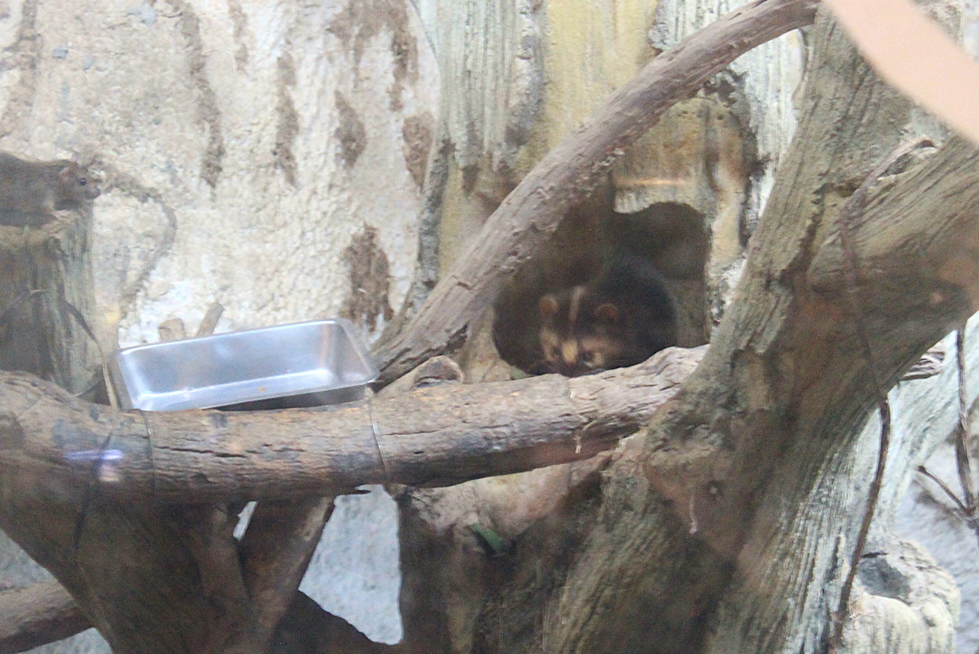 Taiwan Ferret-Badger (Melogale subaurantiaca)