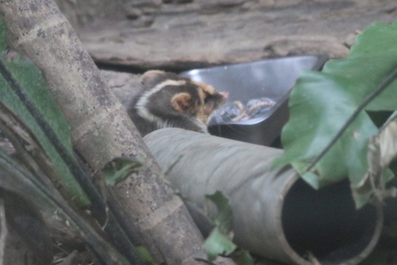 Taiwan Ferret-badger (Melogale subaurantiaca)