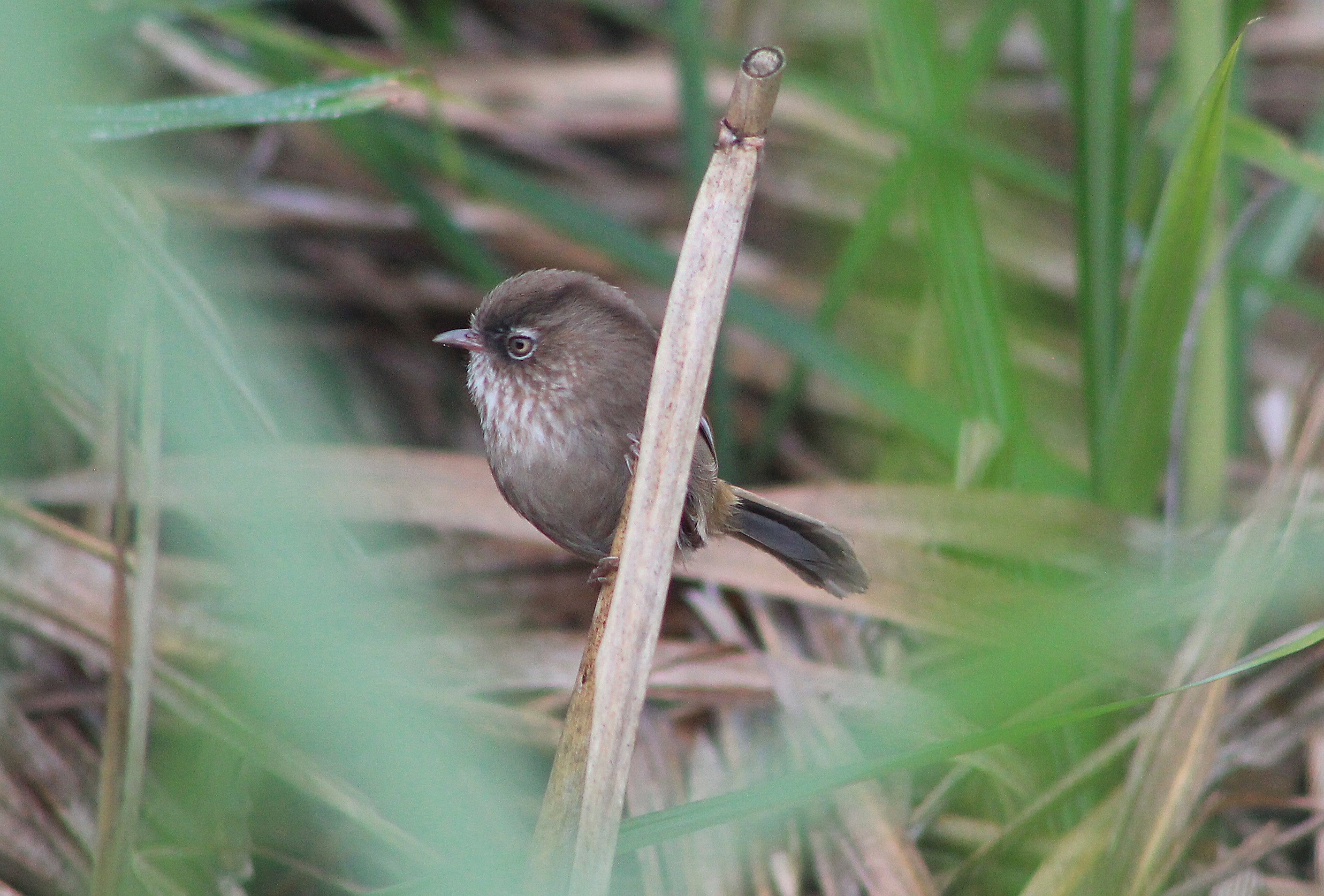 Taiwan Fulvetta (Fulvetta formosana)