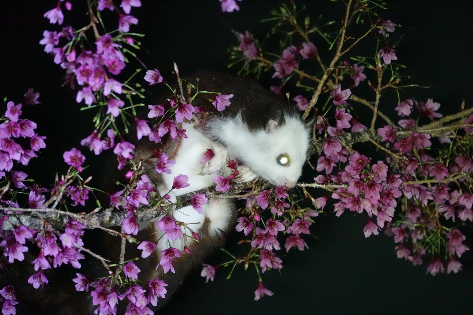 Taiwan Giant Flying Squirrel