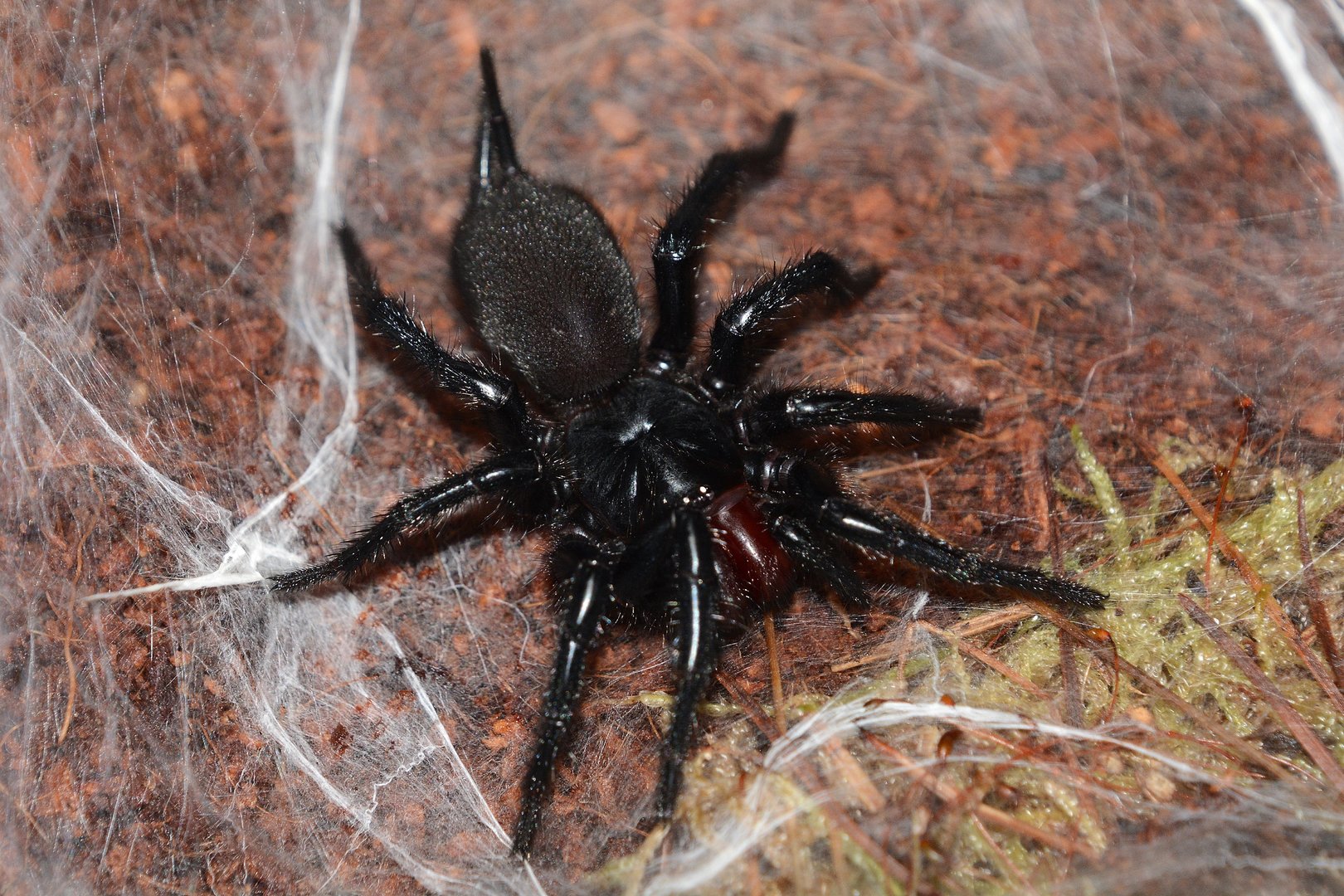 Taiwan giant funnel-web spider (Macrothele hungae)