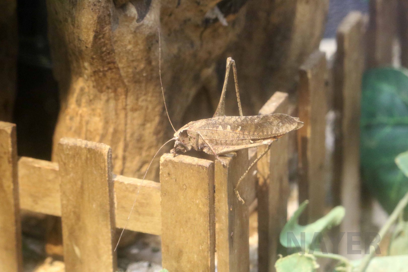 Taiwan great katydid, October 2017