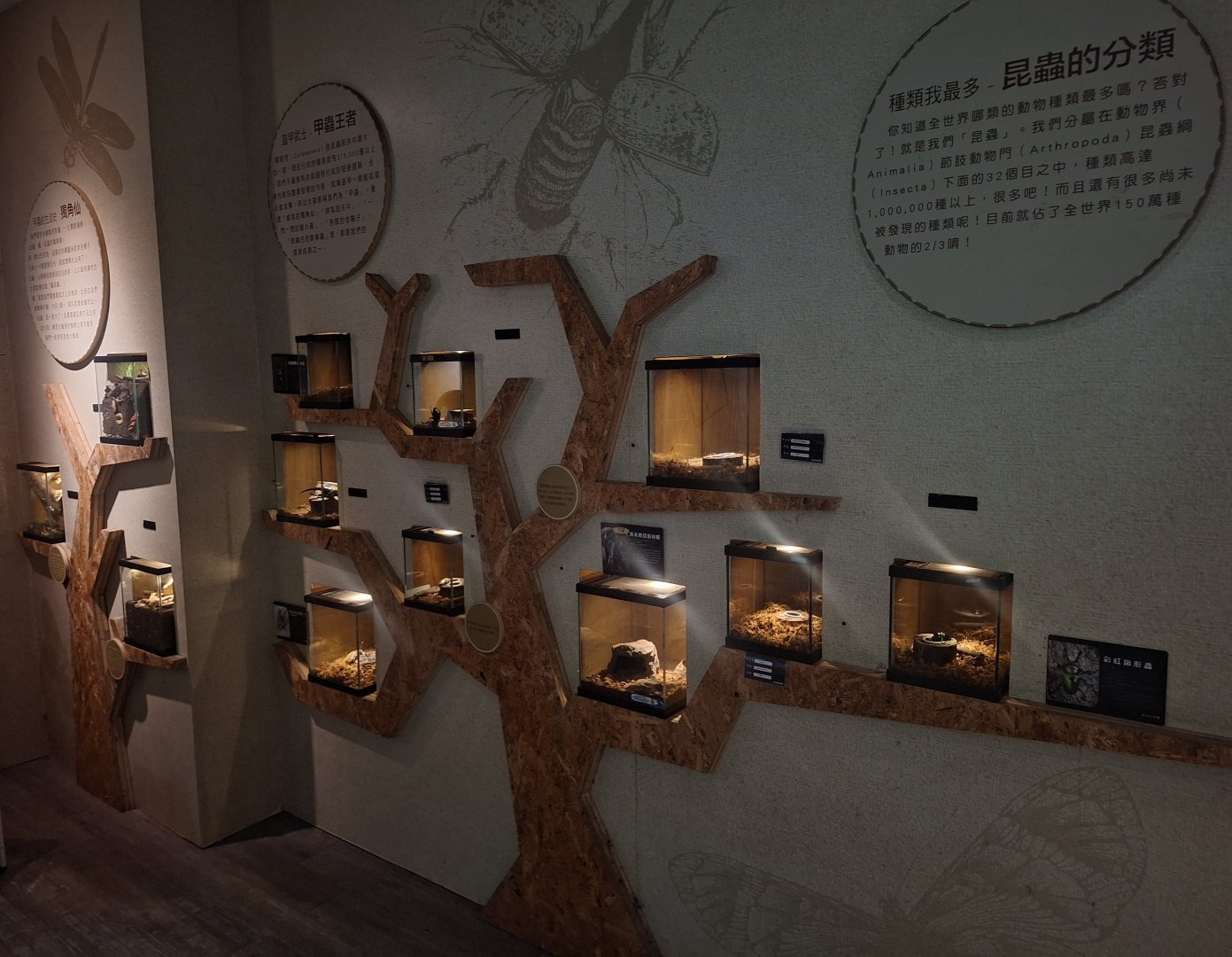 Taiwan Insect Museum- Entry Wall of Terrariums