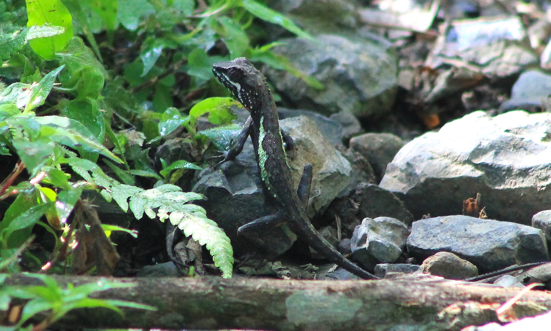 Taiwan Japalure (Diploderma swinhonis)
