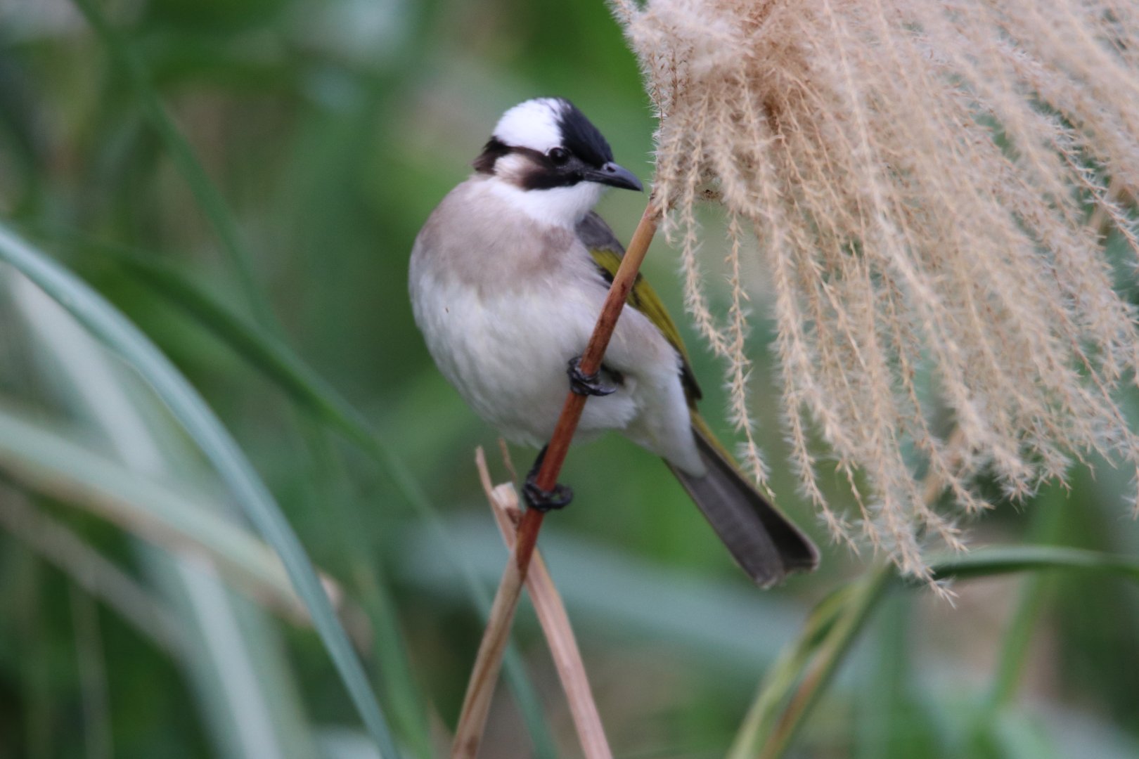 Taiwan Light-vented Bulbul (Pycnonotus sinensis formosae)