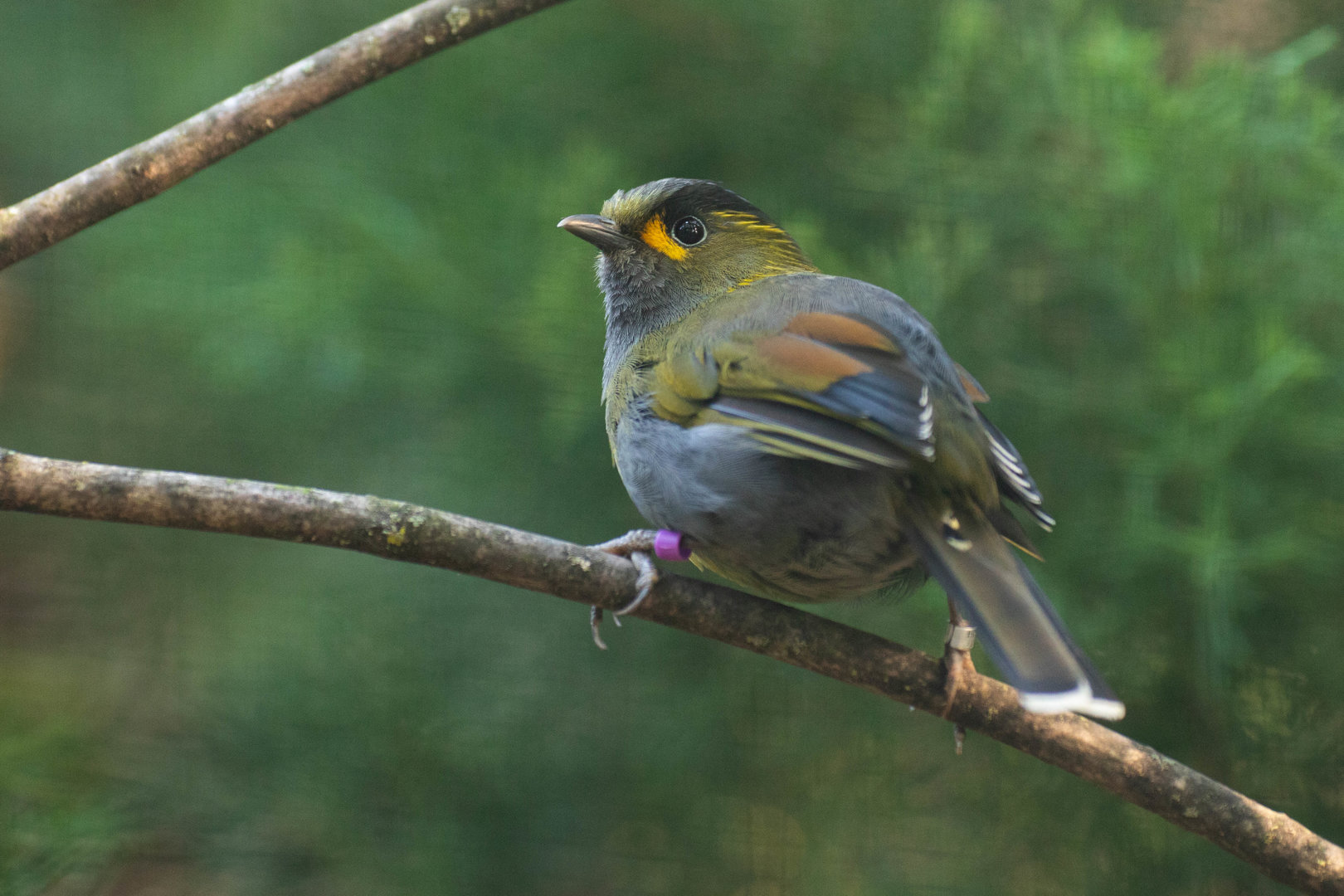 Taiwan liocichla (Liocichla steerii)