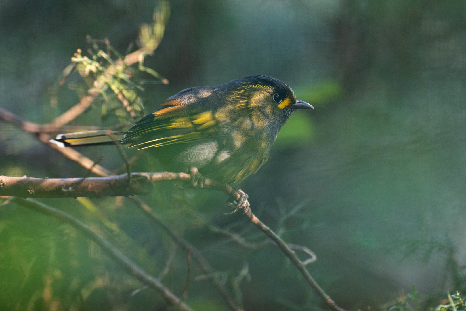 Taiwan liocichla (Liocichla steerii)