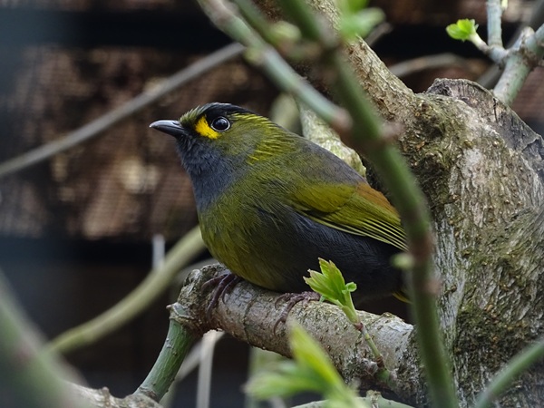 Taiwan liocichla