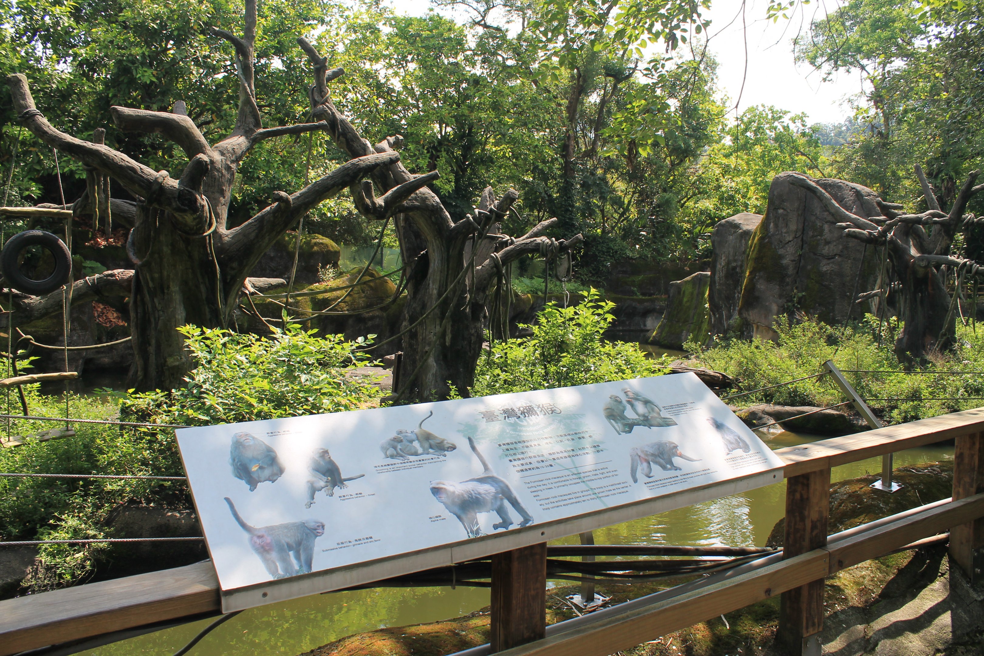 Taiwan Macaque (Macaca cyclopis) island
