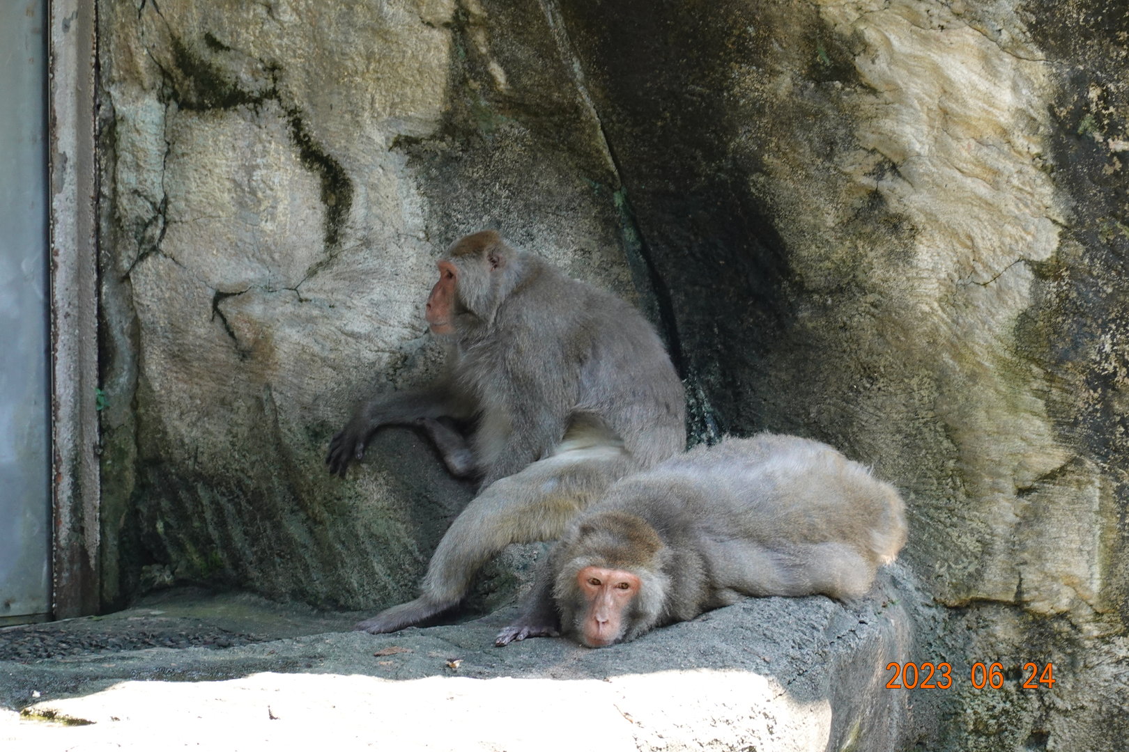 Taiwan Macaque (Macaca cyclopis)