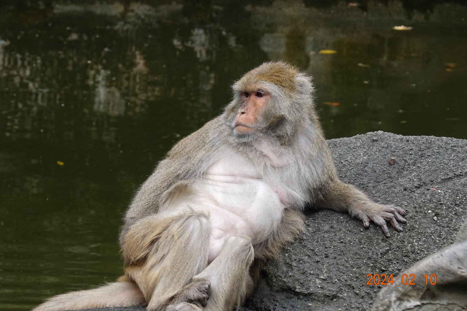 Taiwan Macaque (Macaca cyclopis)