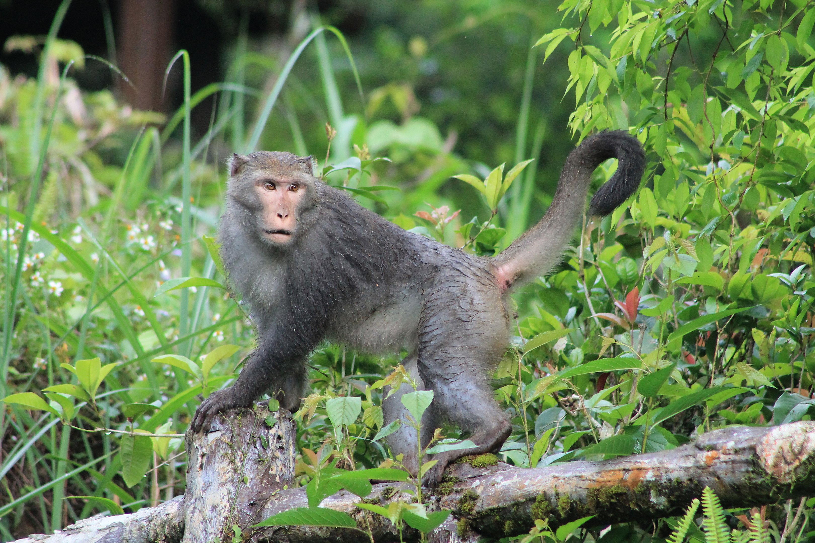 Taiwan Macaque (Macaca cyclopis)