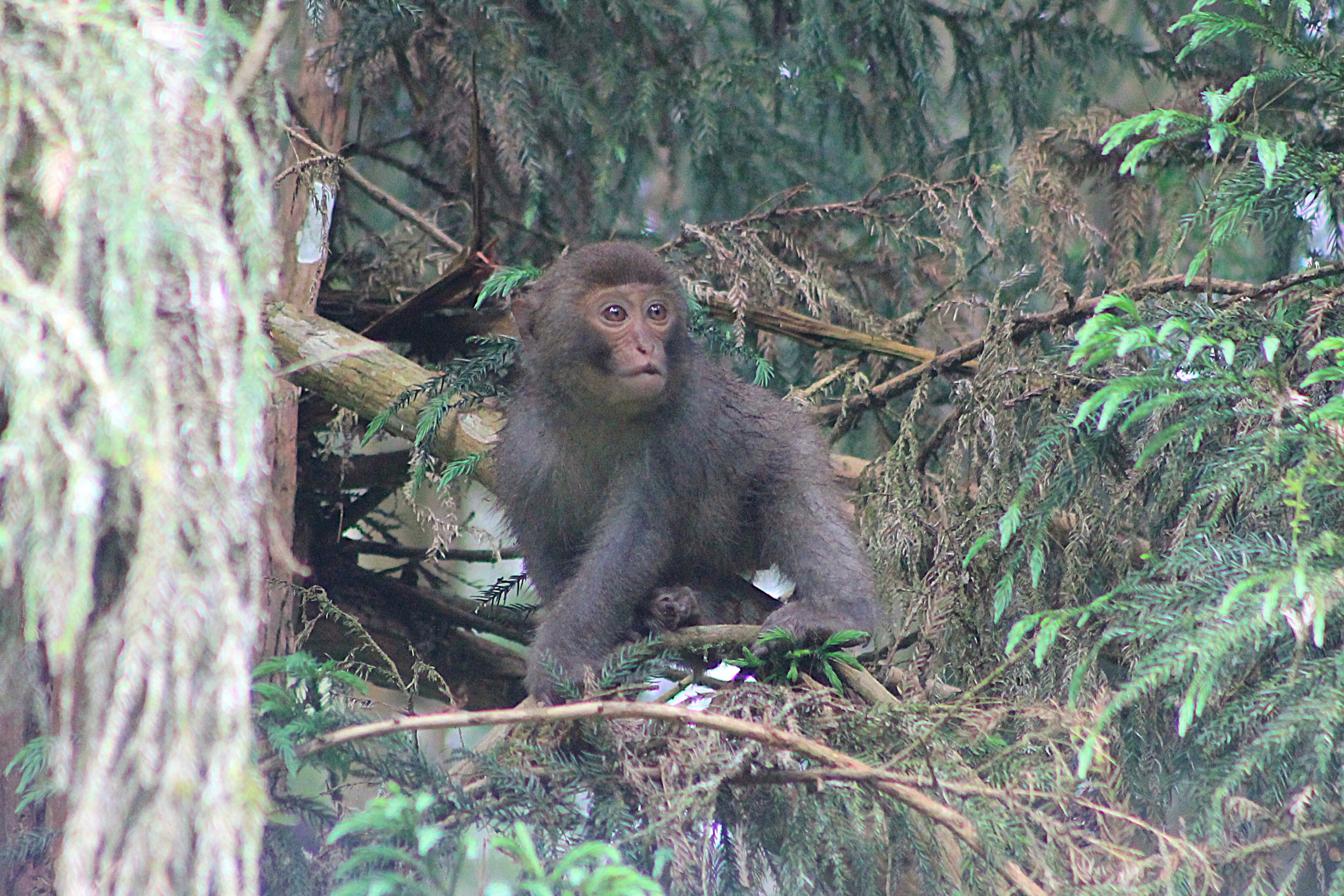 Taiwan Macaque (Macaca cyclopis)