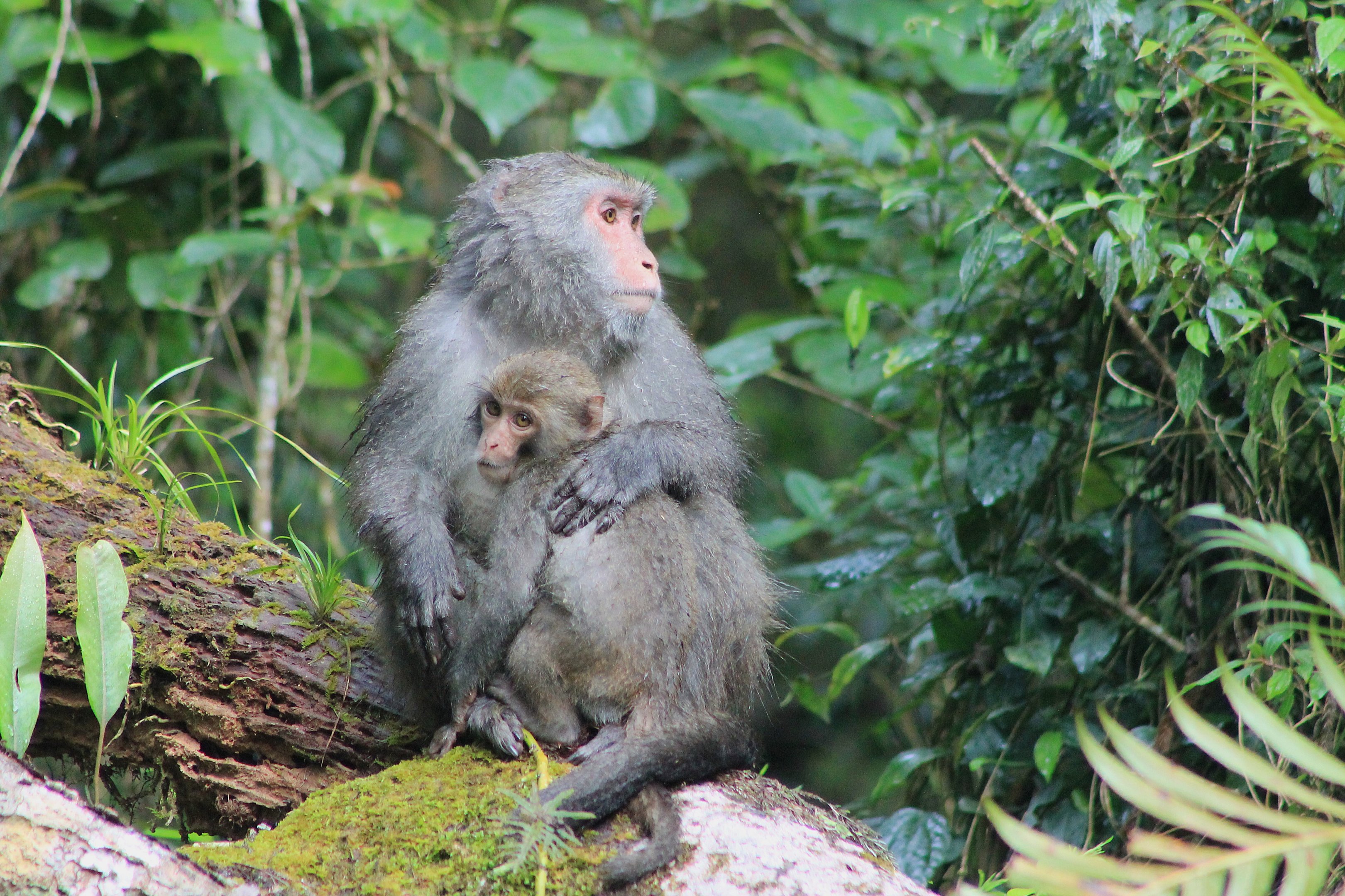 Taiwan Macaques (Macaca cyclopis)