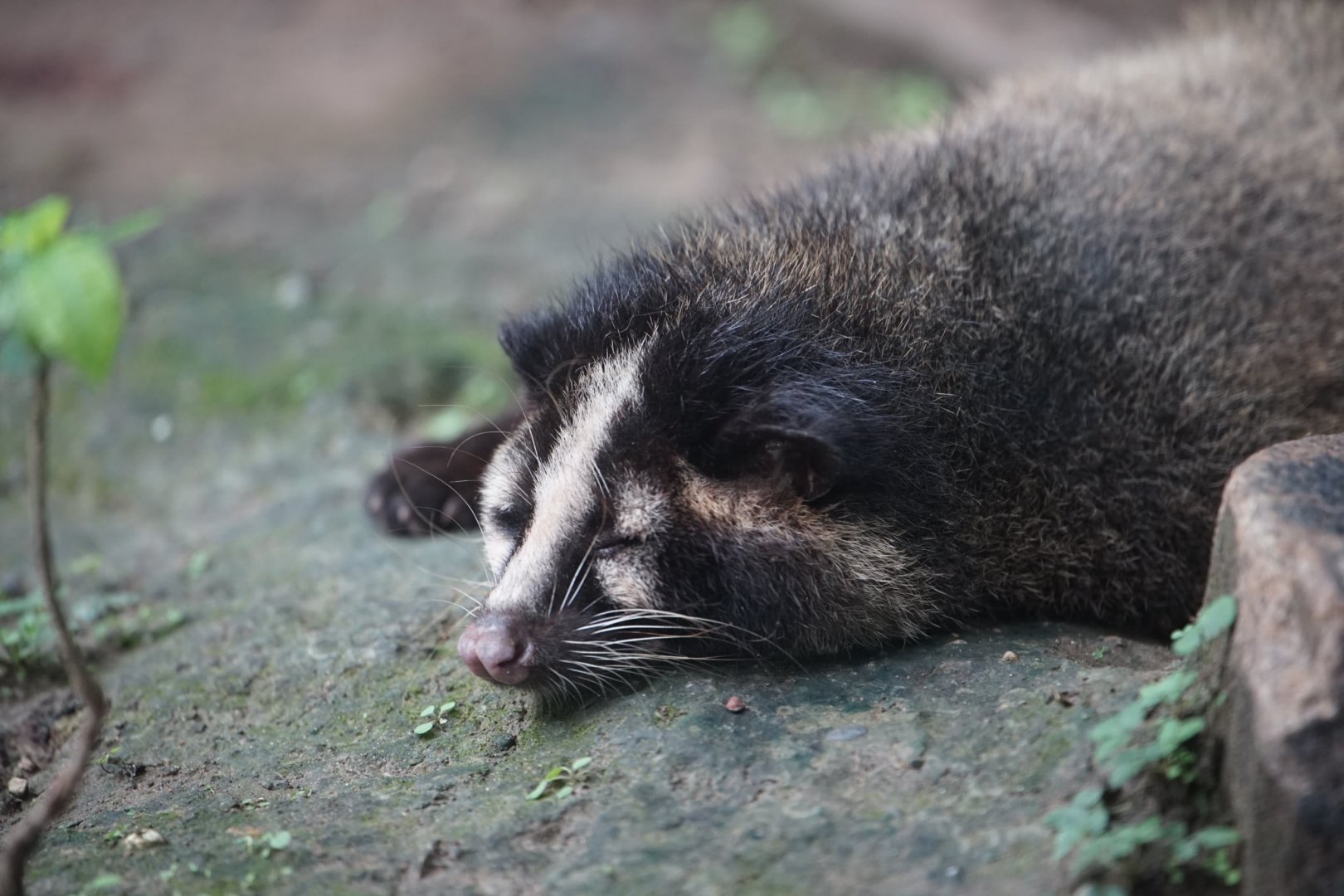 Taiwan Masked Palm Civet