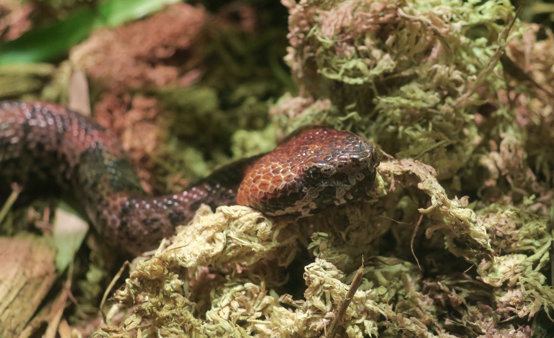 Taiwan Mountain Pit Viper (Ovophis makazayazaya)