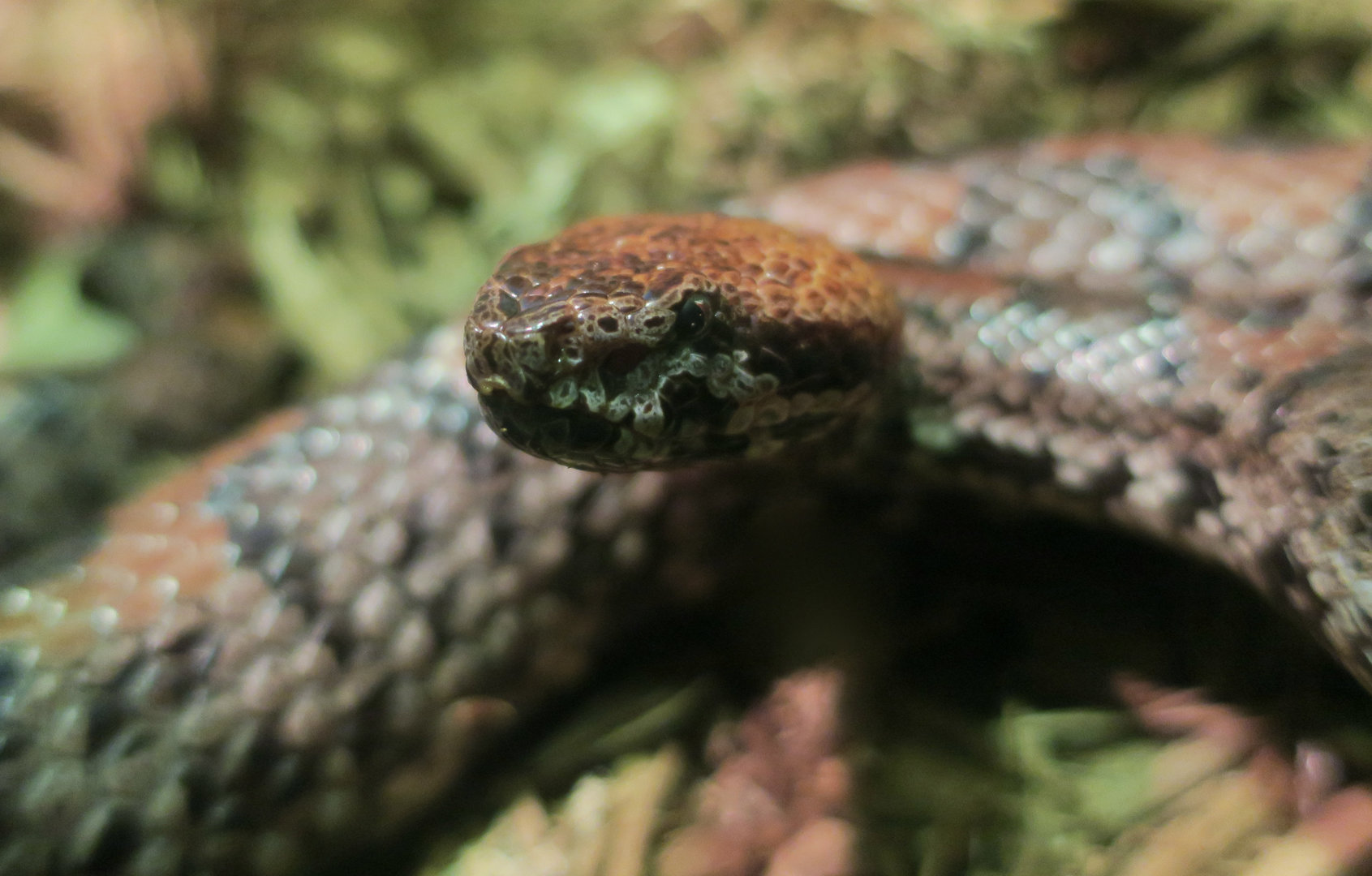 Taiwan Mountain Pit Viper (Ovophis makazayazaya)