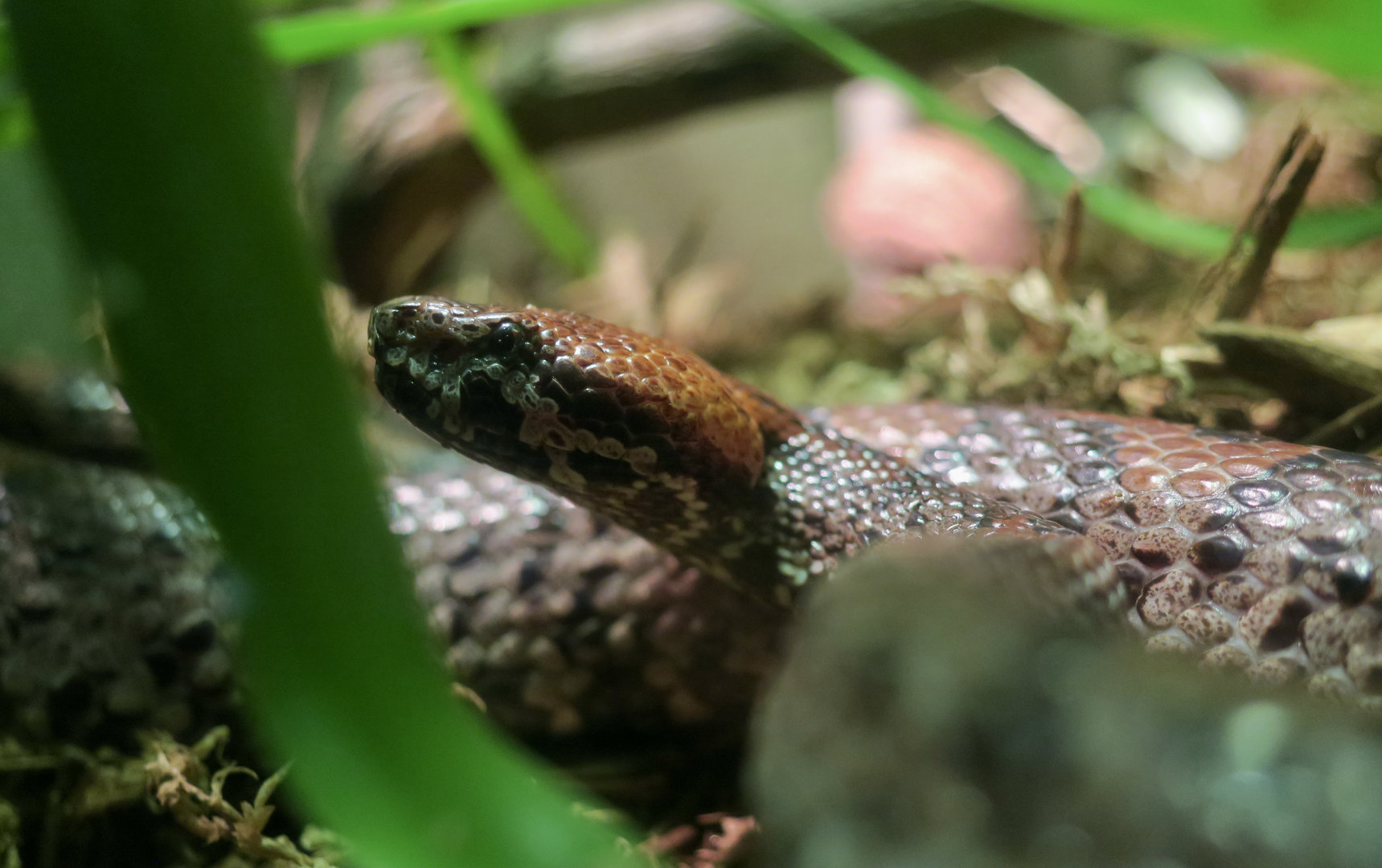 Taiwan Mountain Pit Viper (Ovophis makazayazaya)