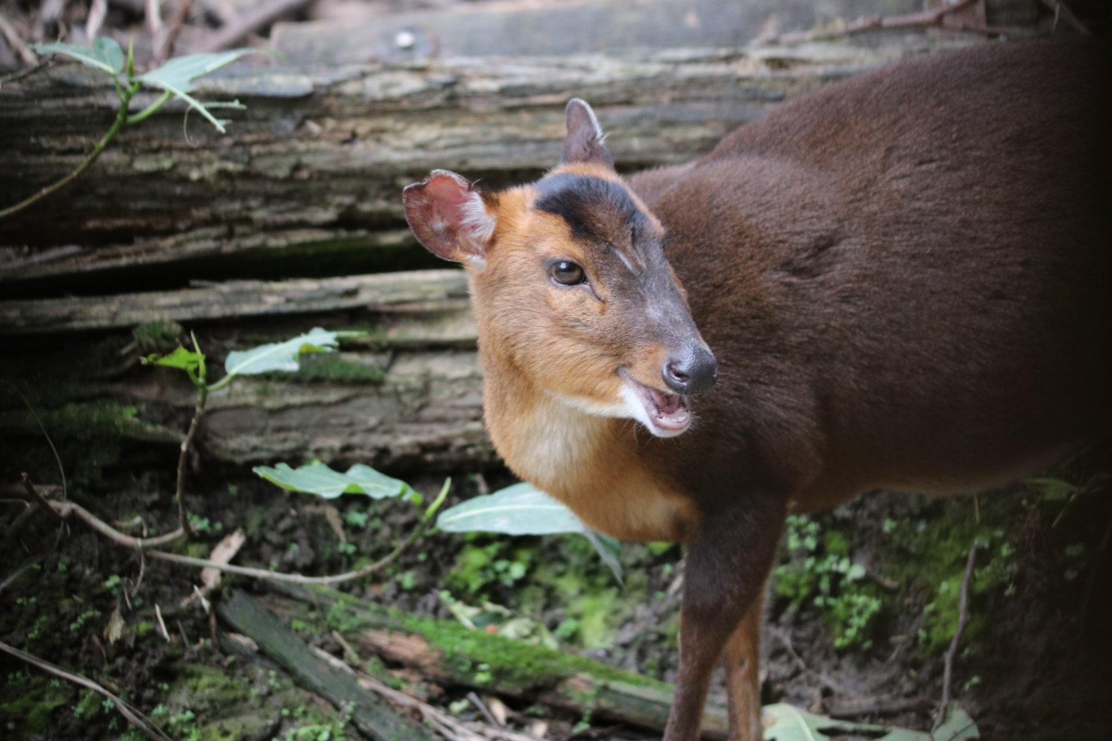 Taiwan muntjac (Muntiacus reevesi micrurus) (m)