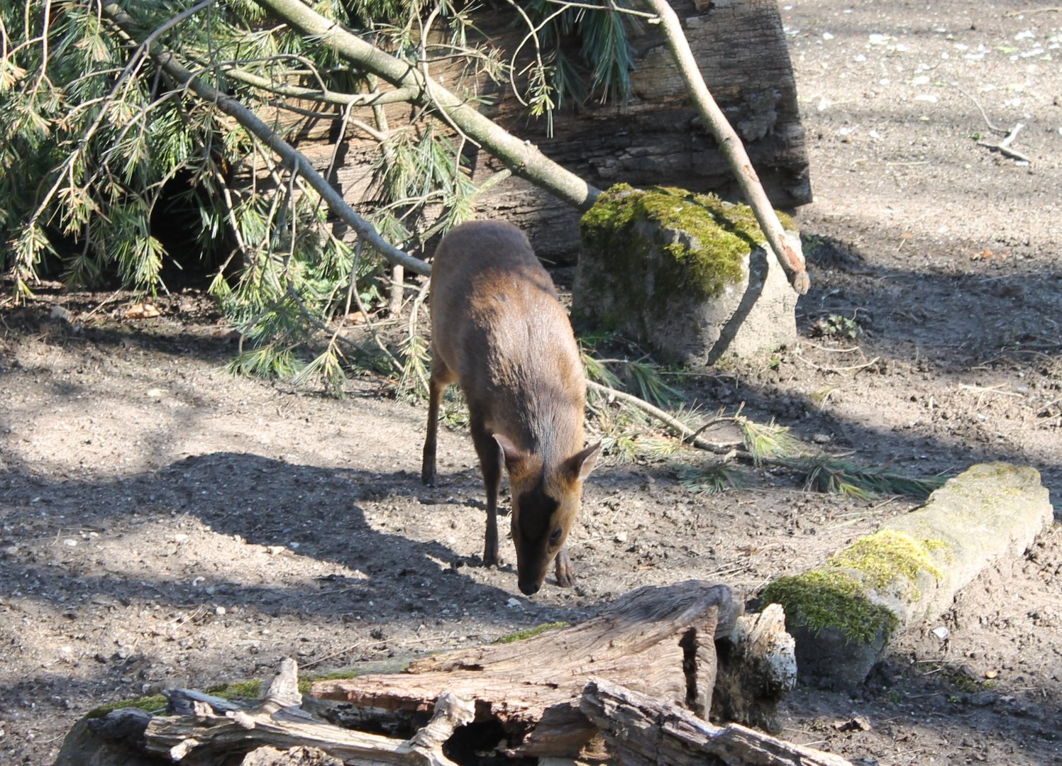 Taiwan muntjac