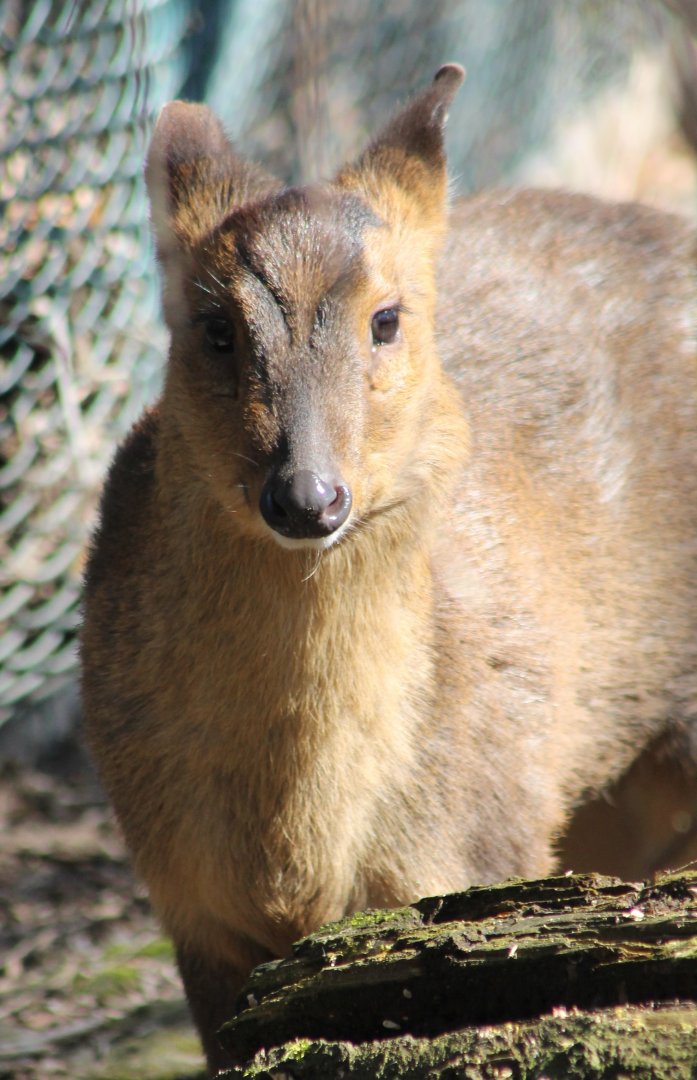 Taiwan muntjac