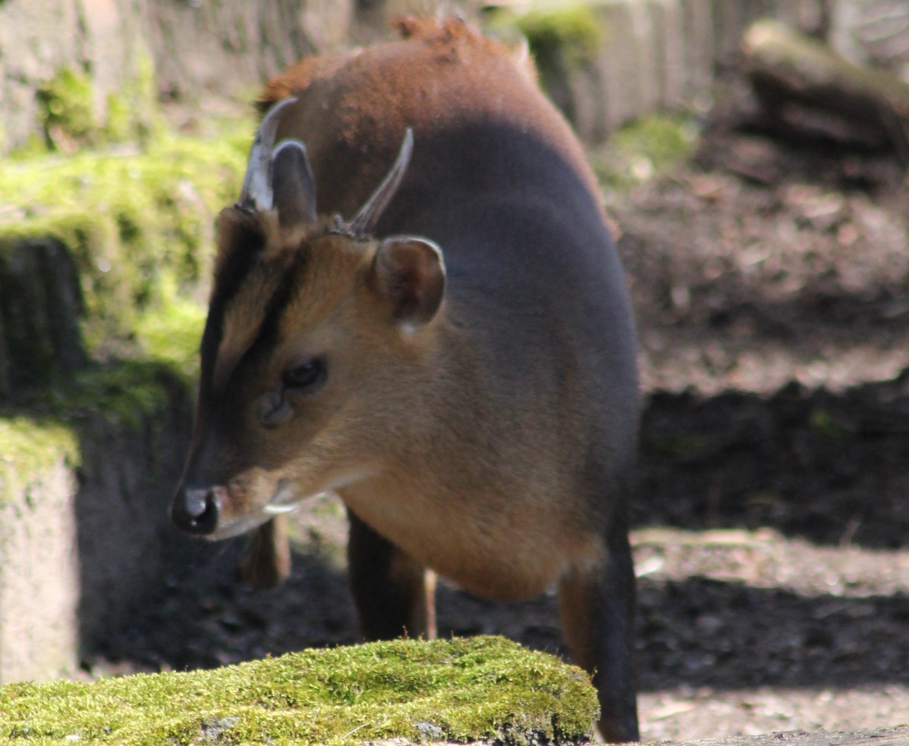 Taiwan muntjac