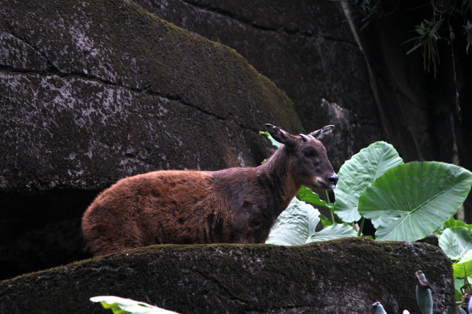 Taiwan or Formosan serow (Capricornis swinhoei)