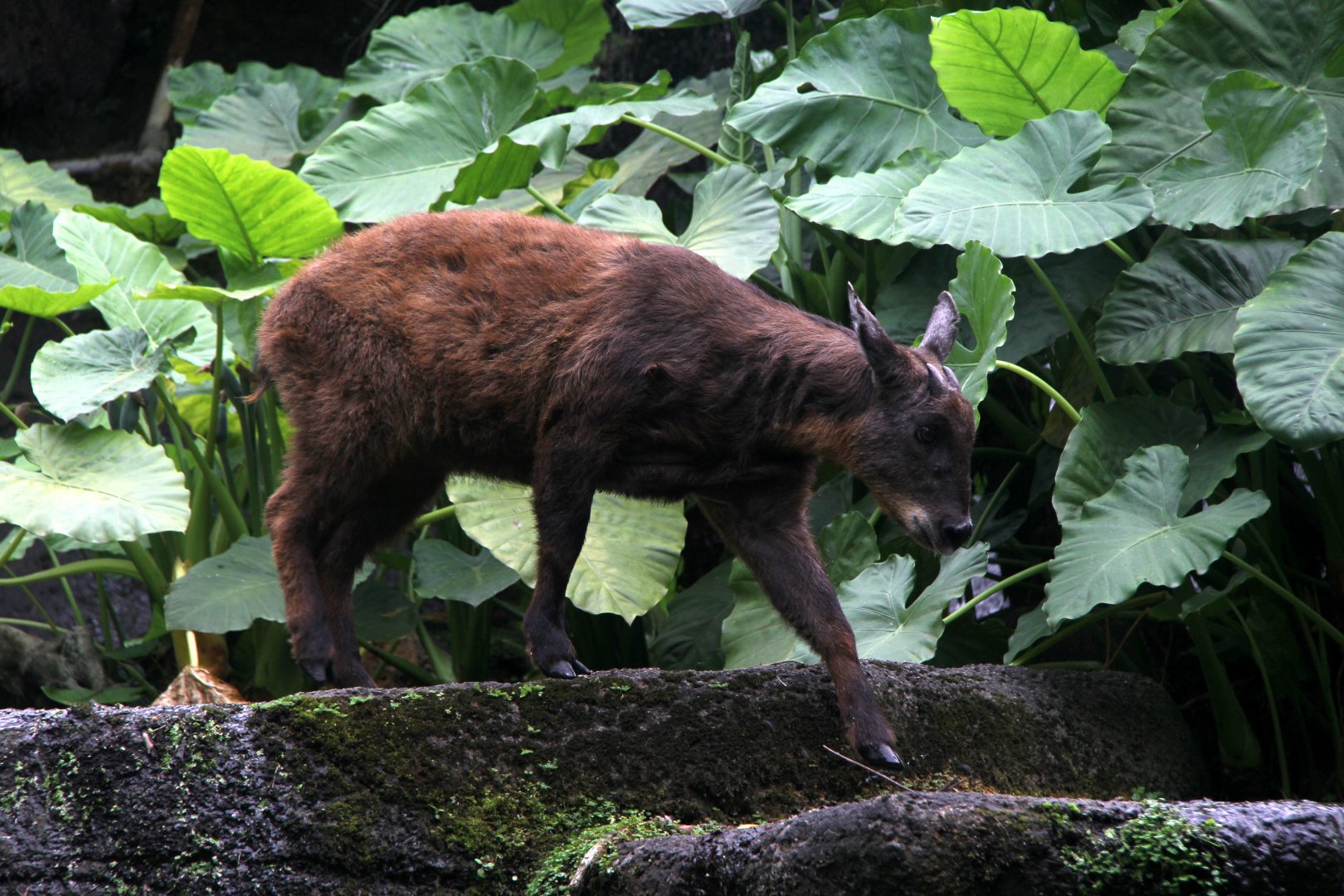 Taiwan or Formosan serow (Capricornis swinhoei)
