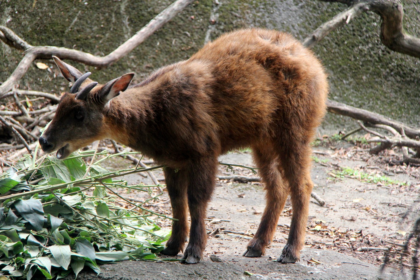 Taiwan or Formosan serow (Capricornis swinhoei)