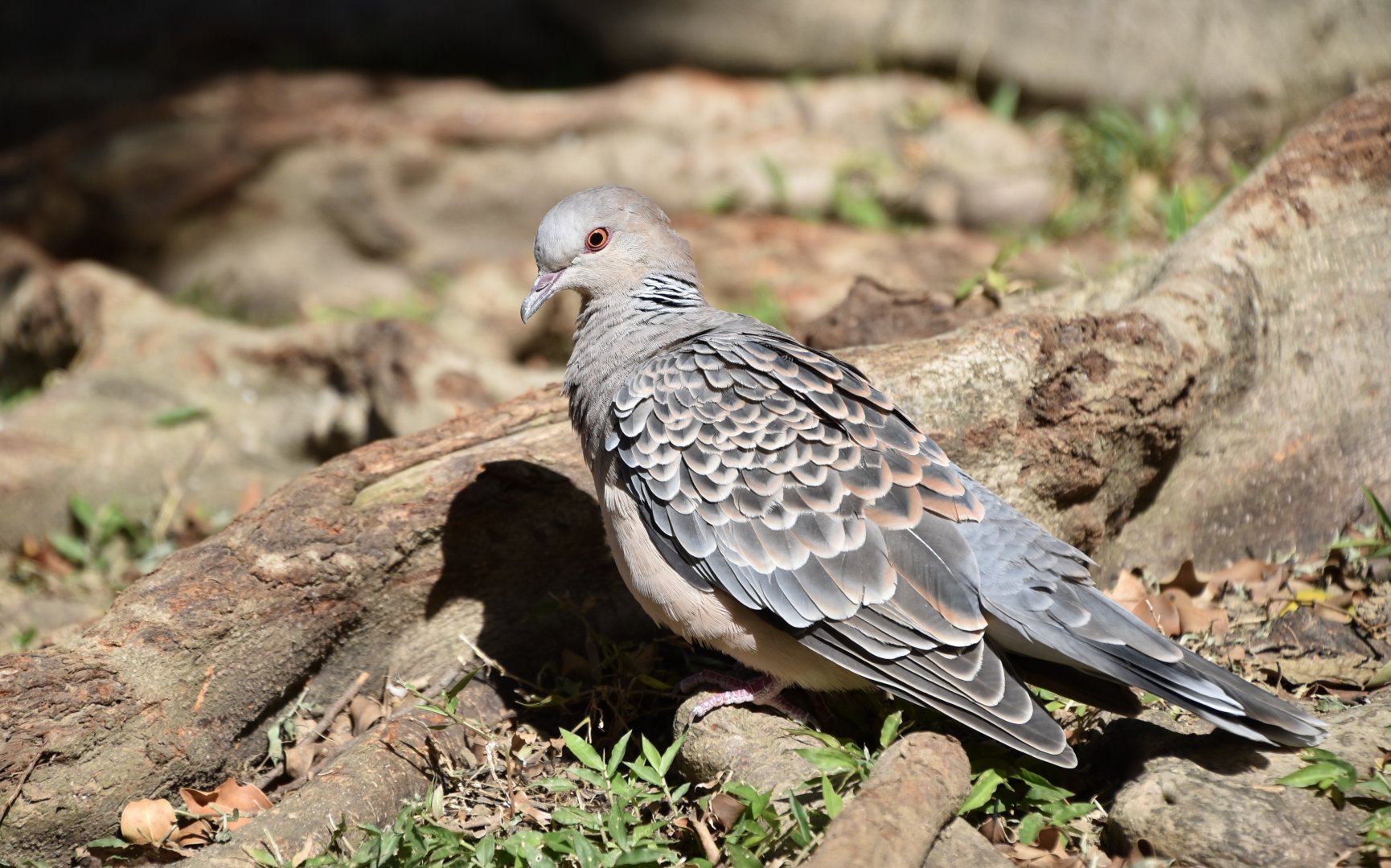 Taiwan Oriental Turtle Dove (Streptopelia orientalis orii)