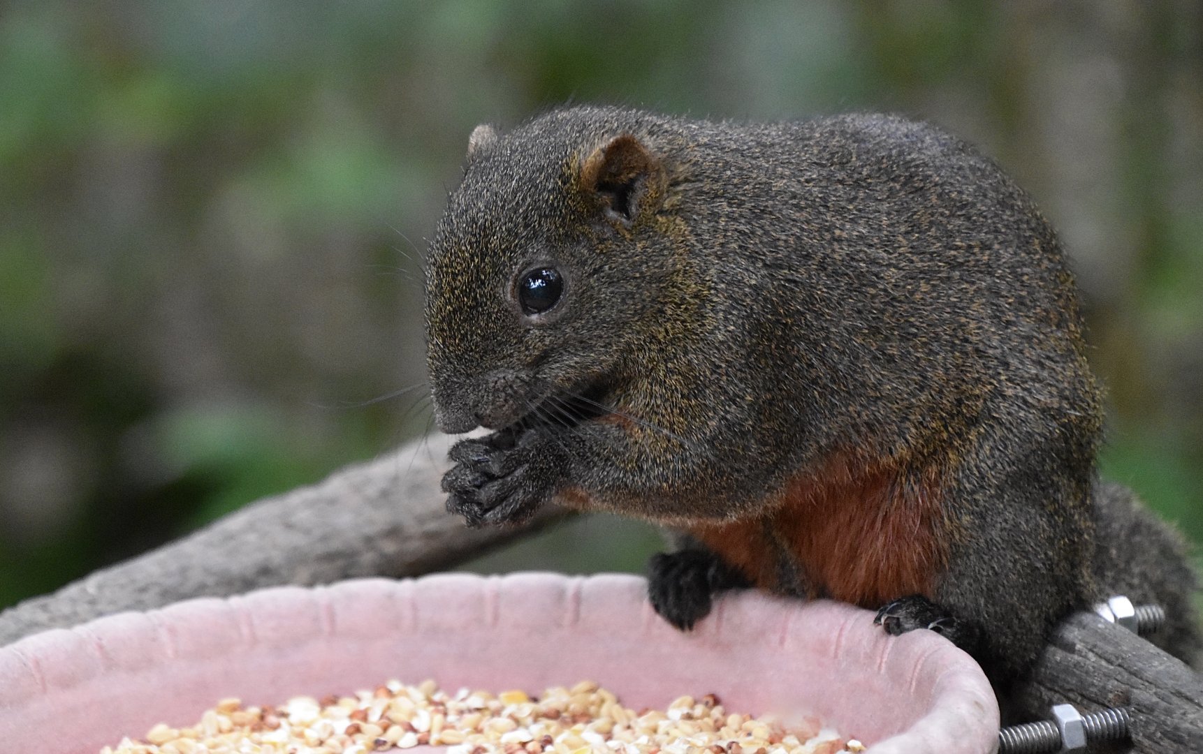 Taiwan Pallas's/Red-Bellied Squirrel (Callosciurus erythraeus thaiwanensis) - wild in the Walkthrough Aviary