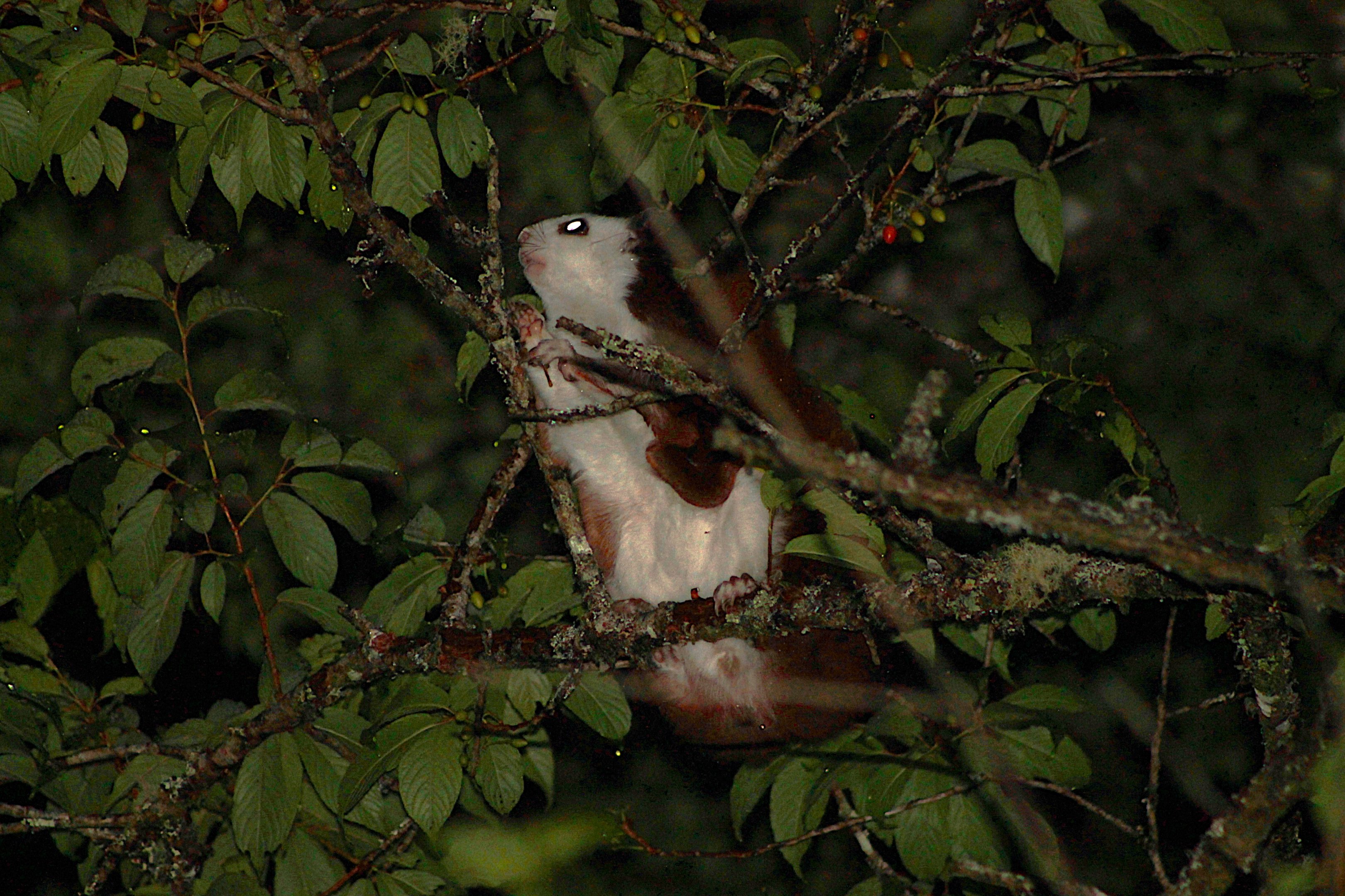 Taiwan Red & White Giant Flying Squirrel (Petaurista lena)