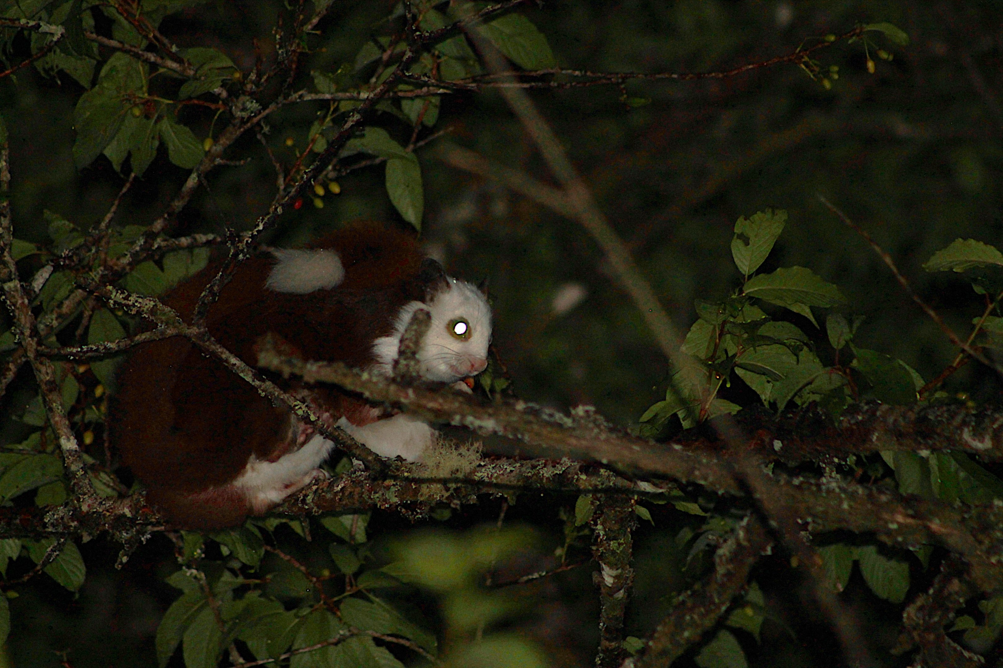 Taiwan Red & White Giant Flying Squirrel (Petaurista lena)