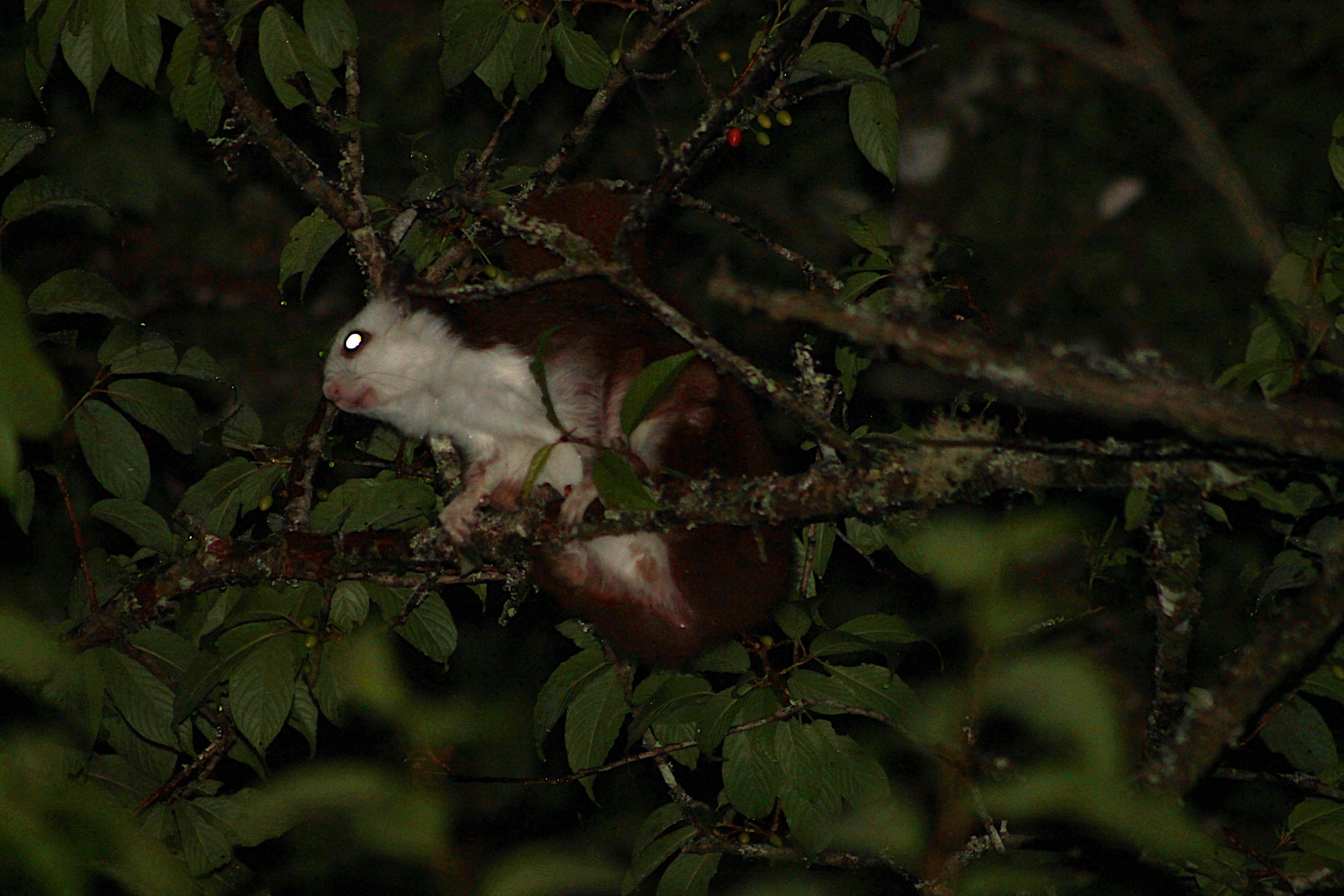 Taiwan Red & White Giant Flying Squirrel (Petaurista lena)